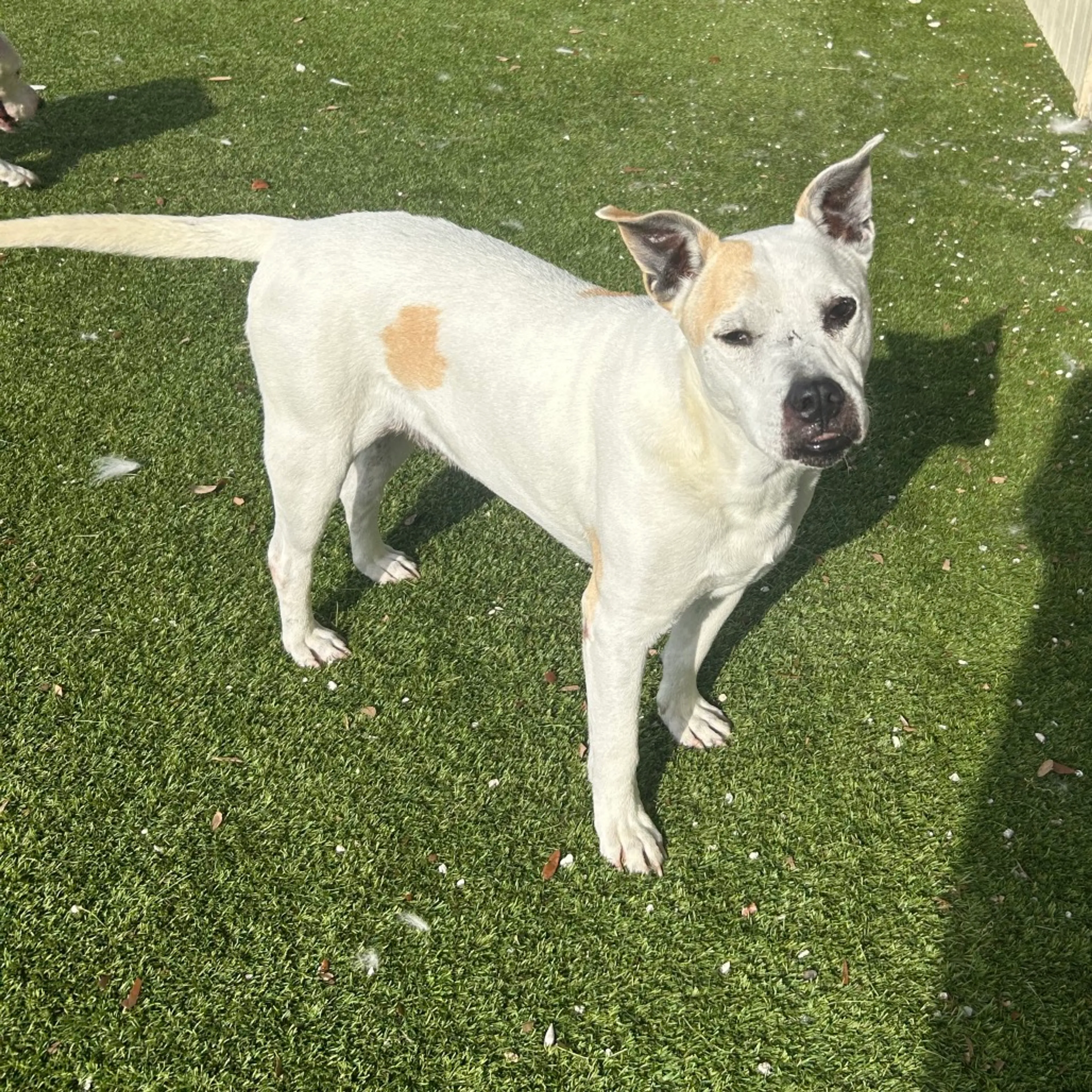 Found pet-5