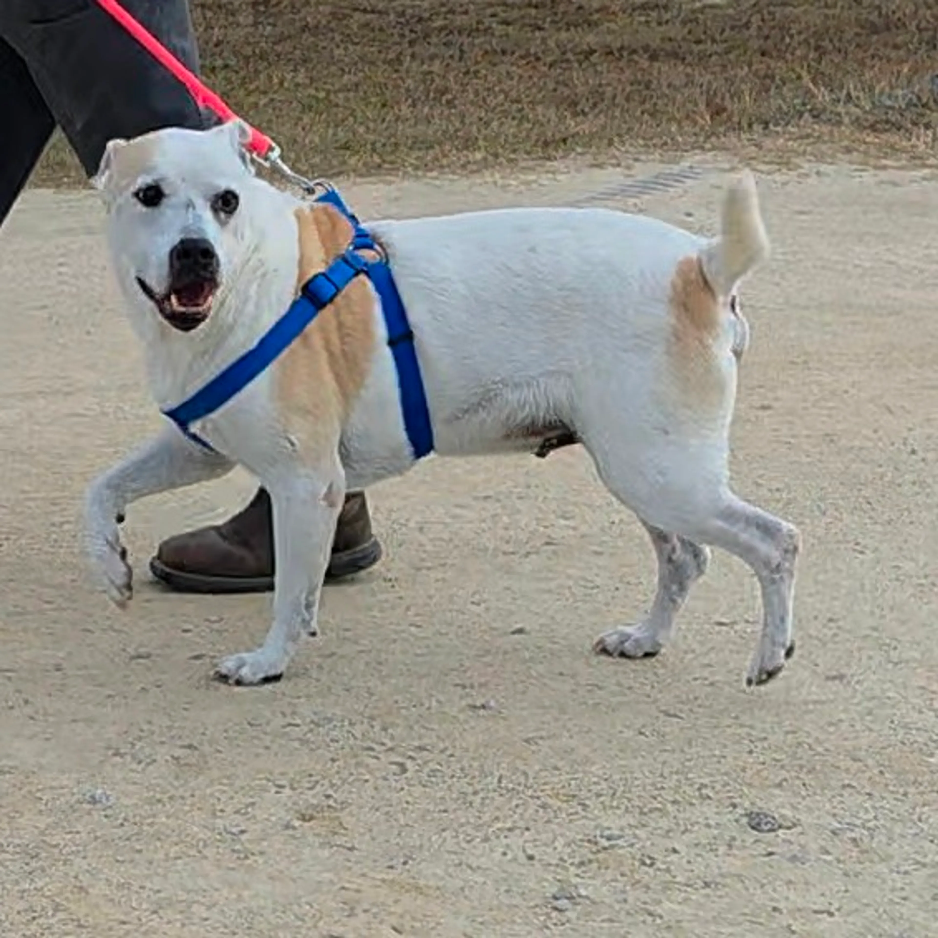 Found pet-4