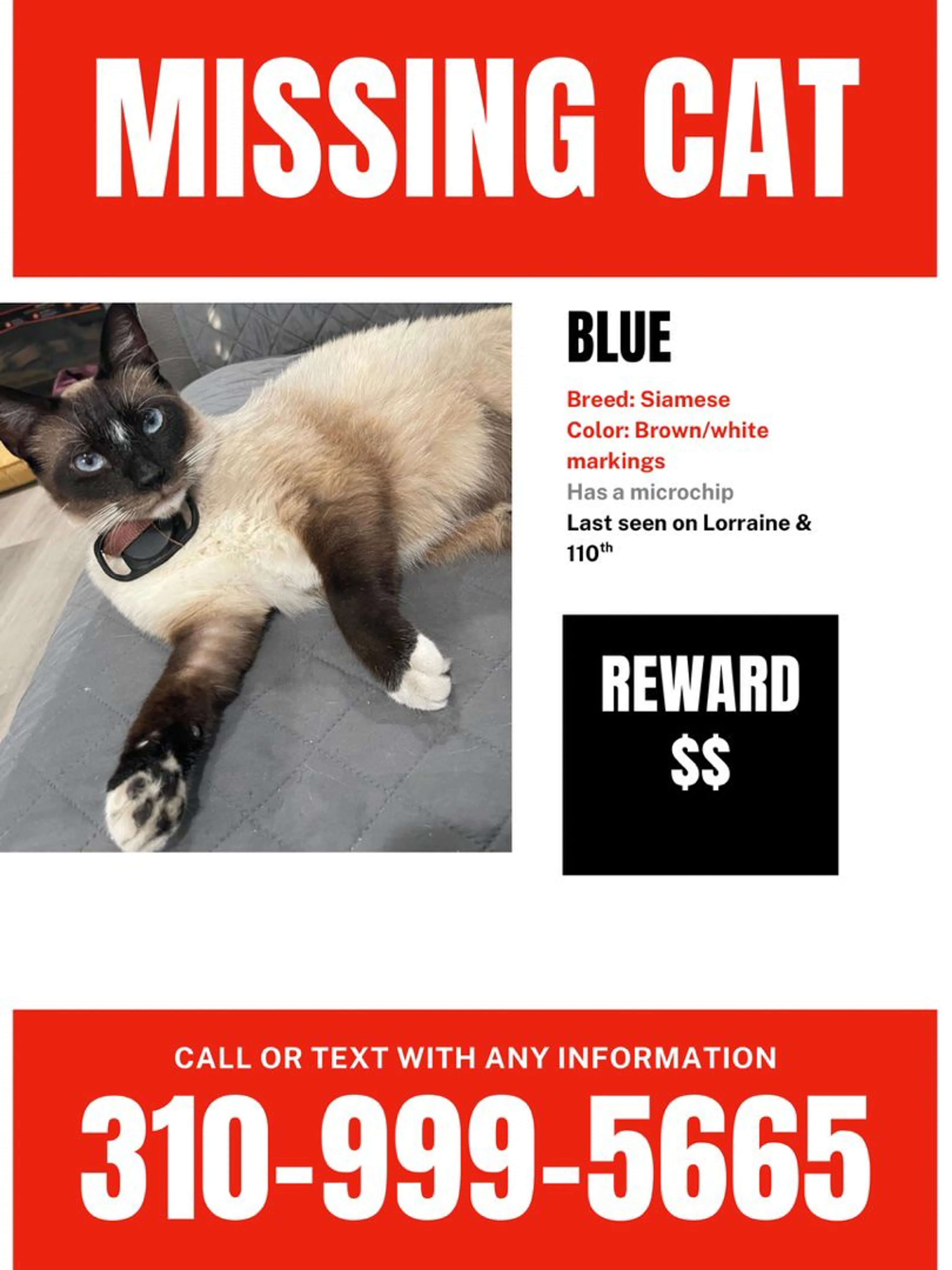 Lost pet
