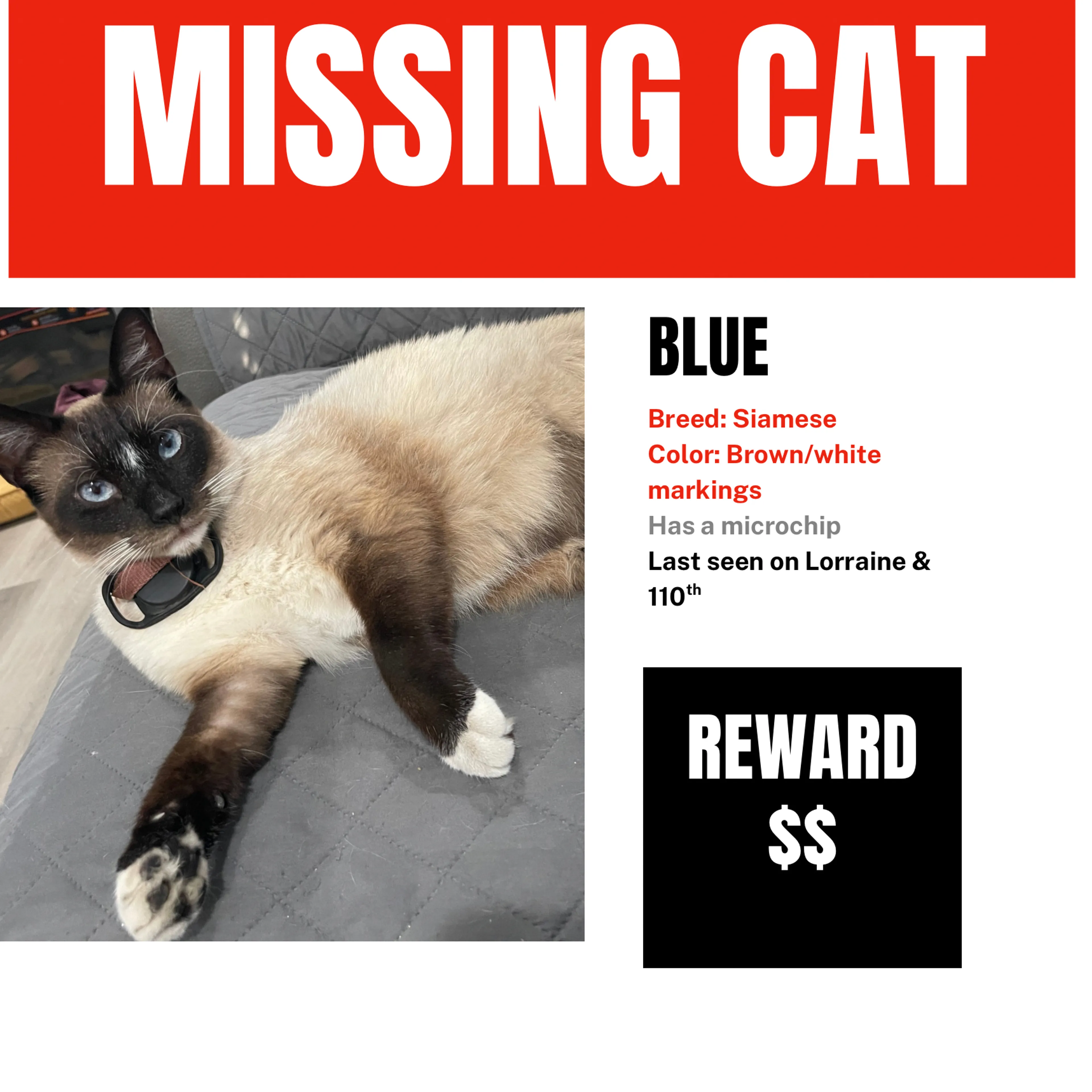 Lost pet