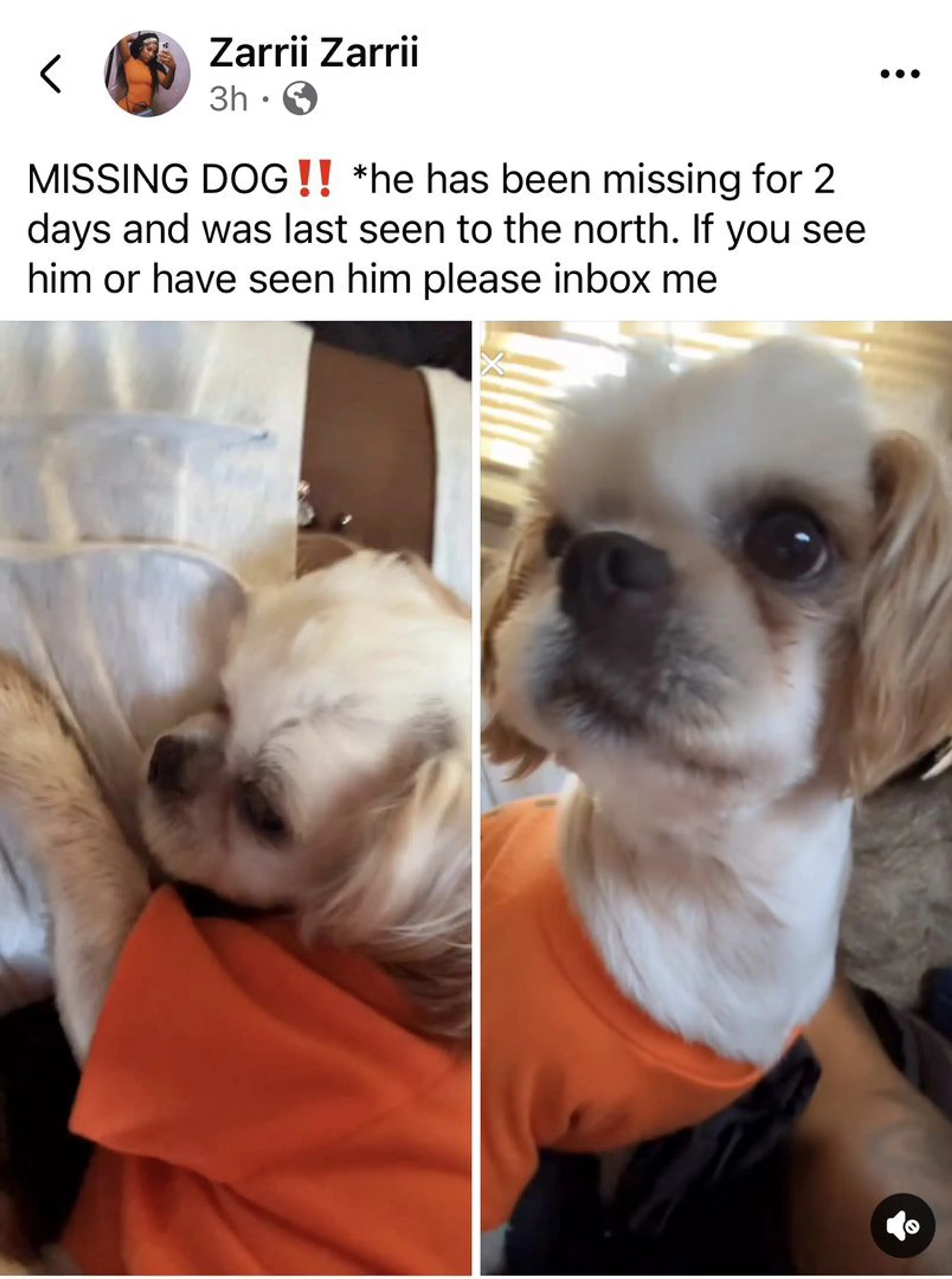 Lost pet