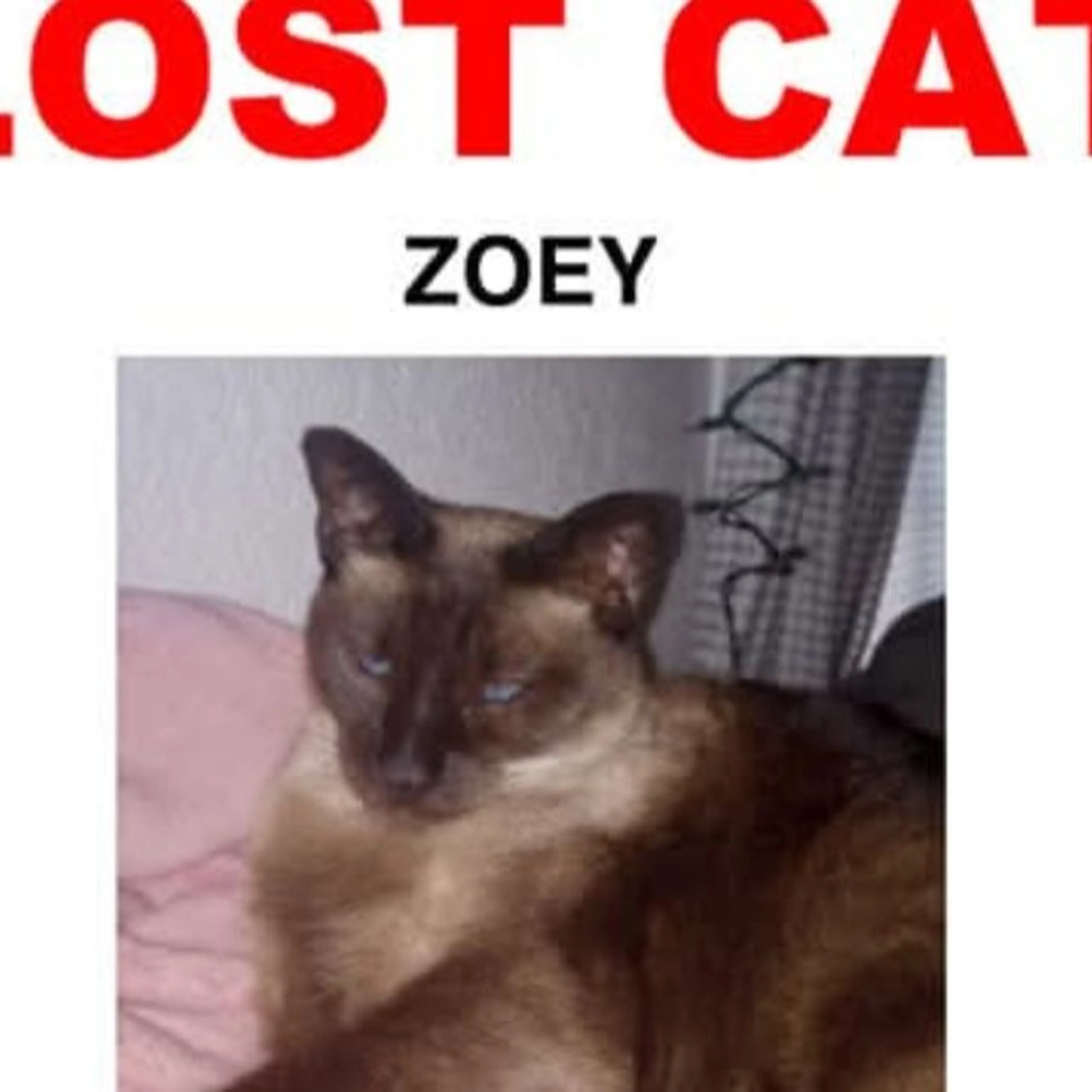 Lost pet