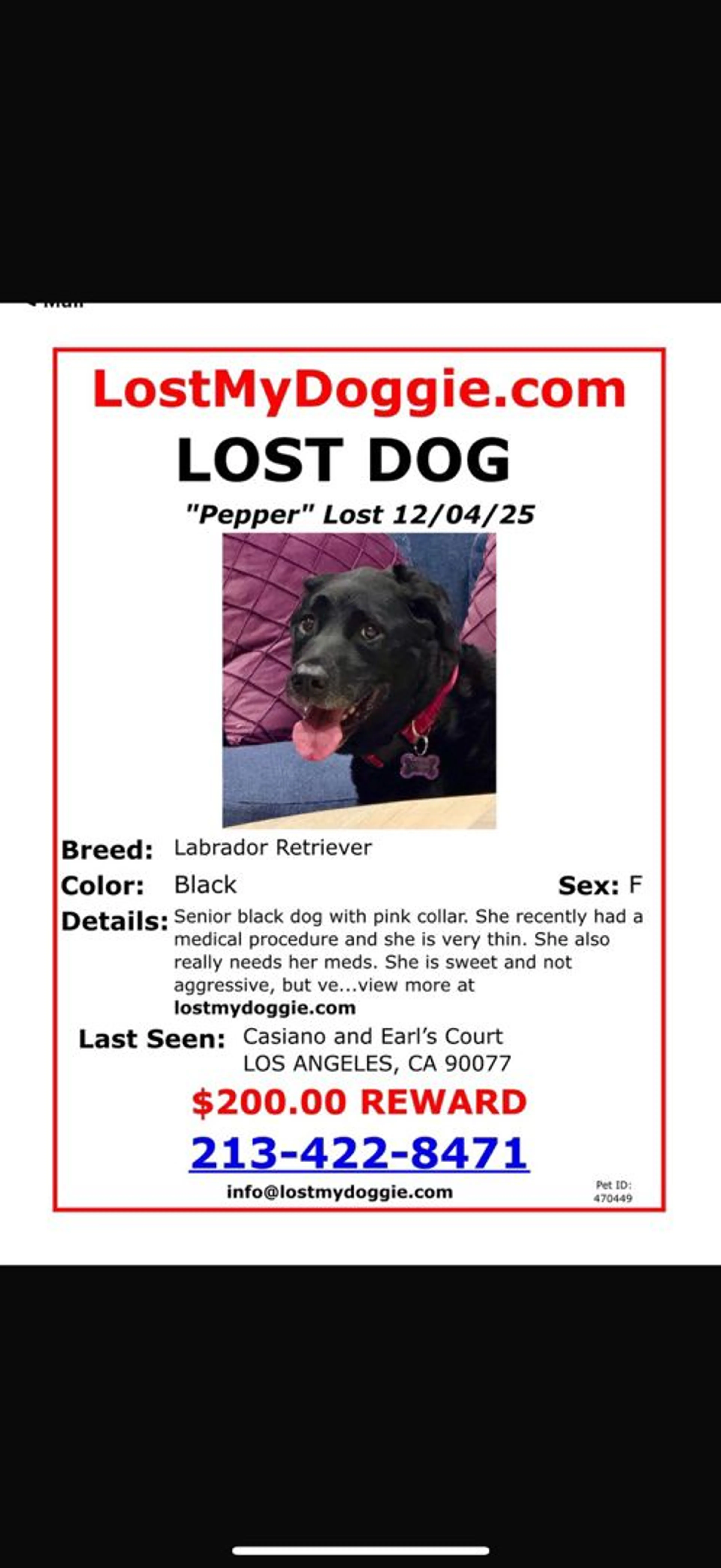 Lost pet