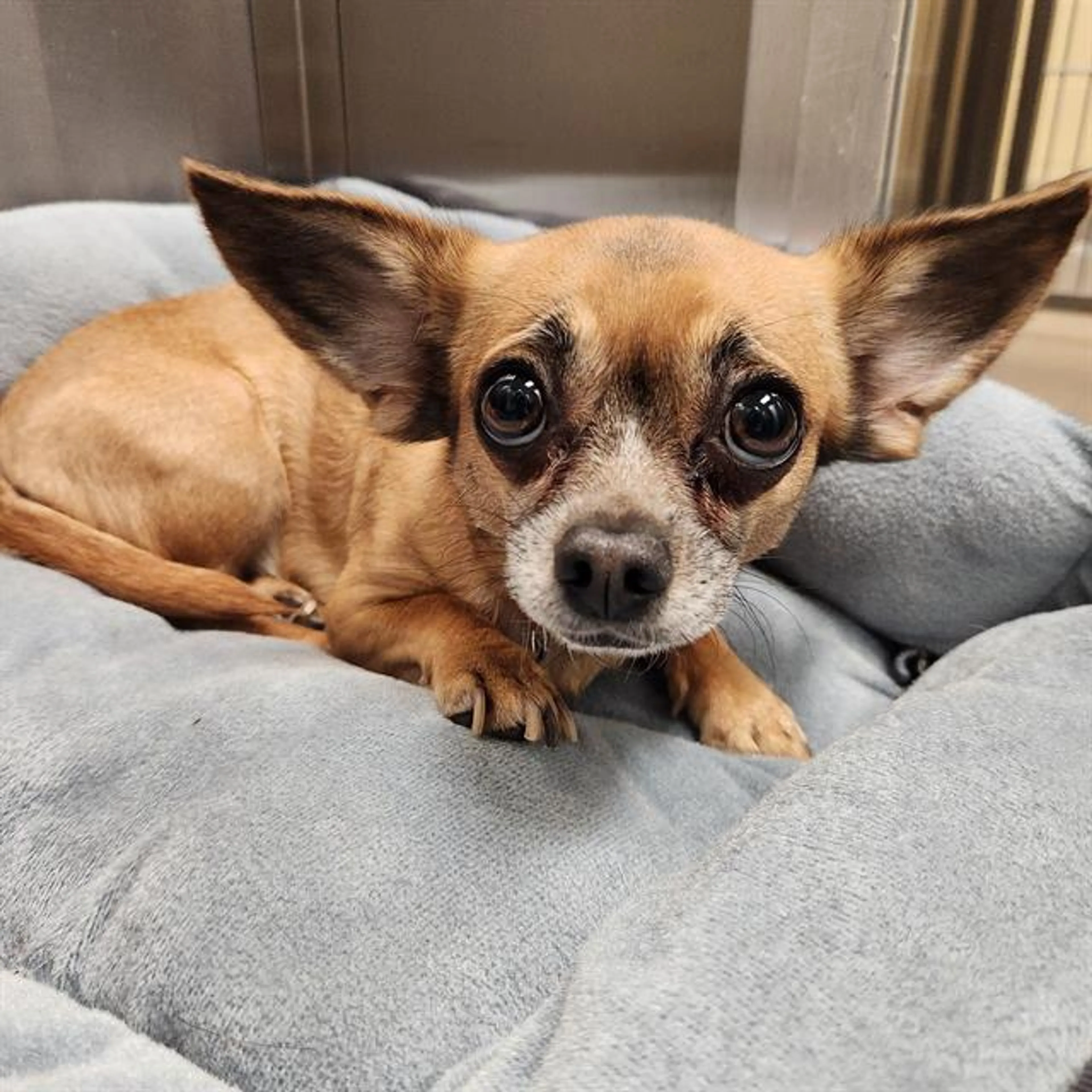 Found pet