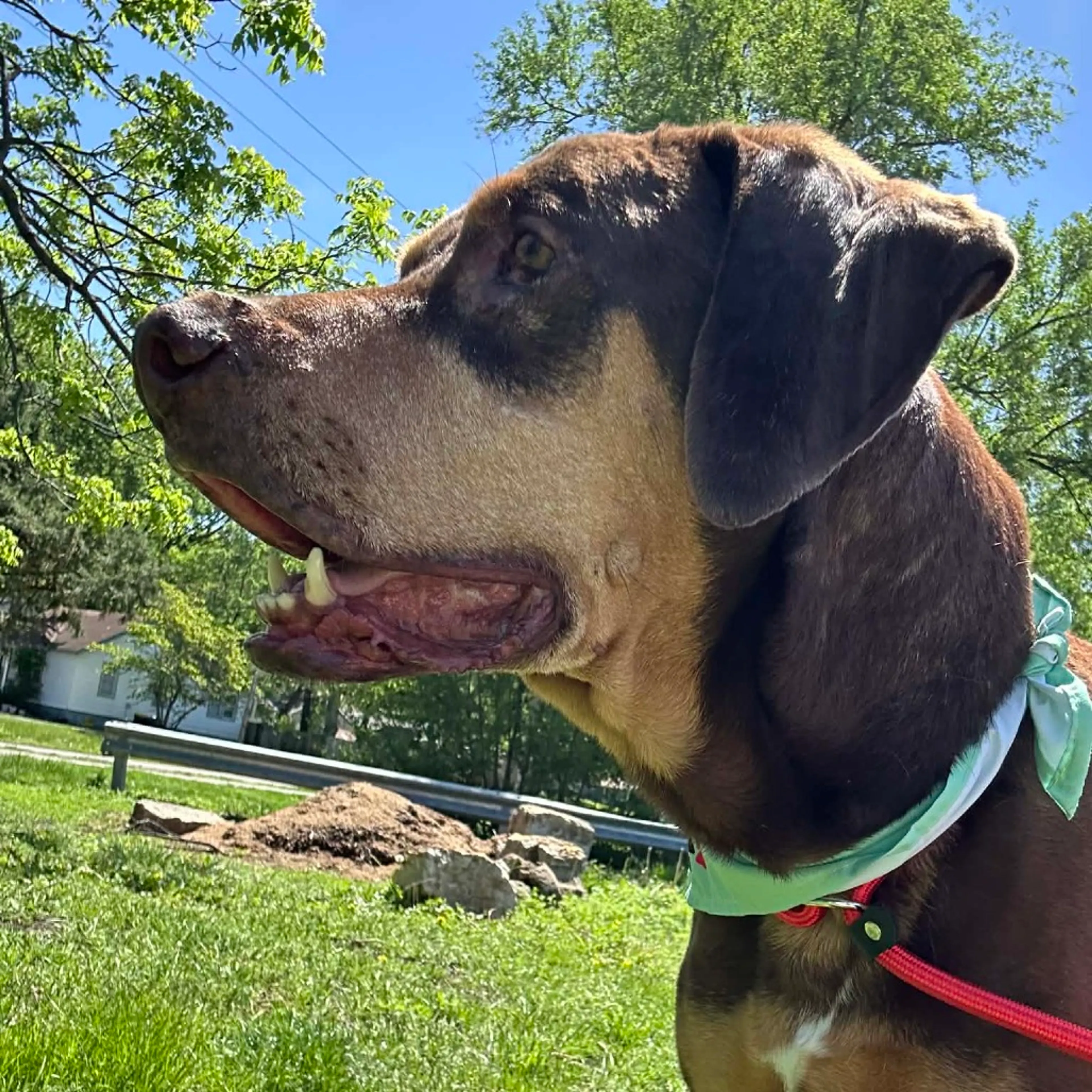 Found pet-11