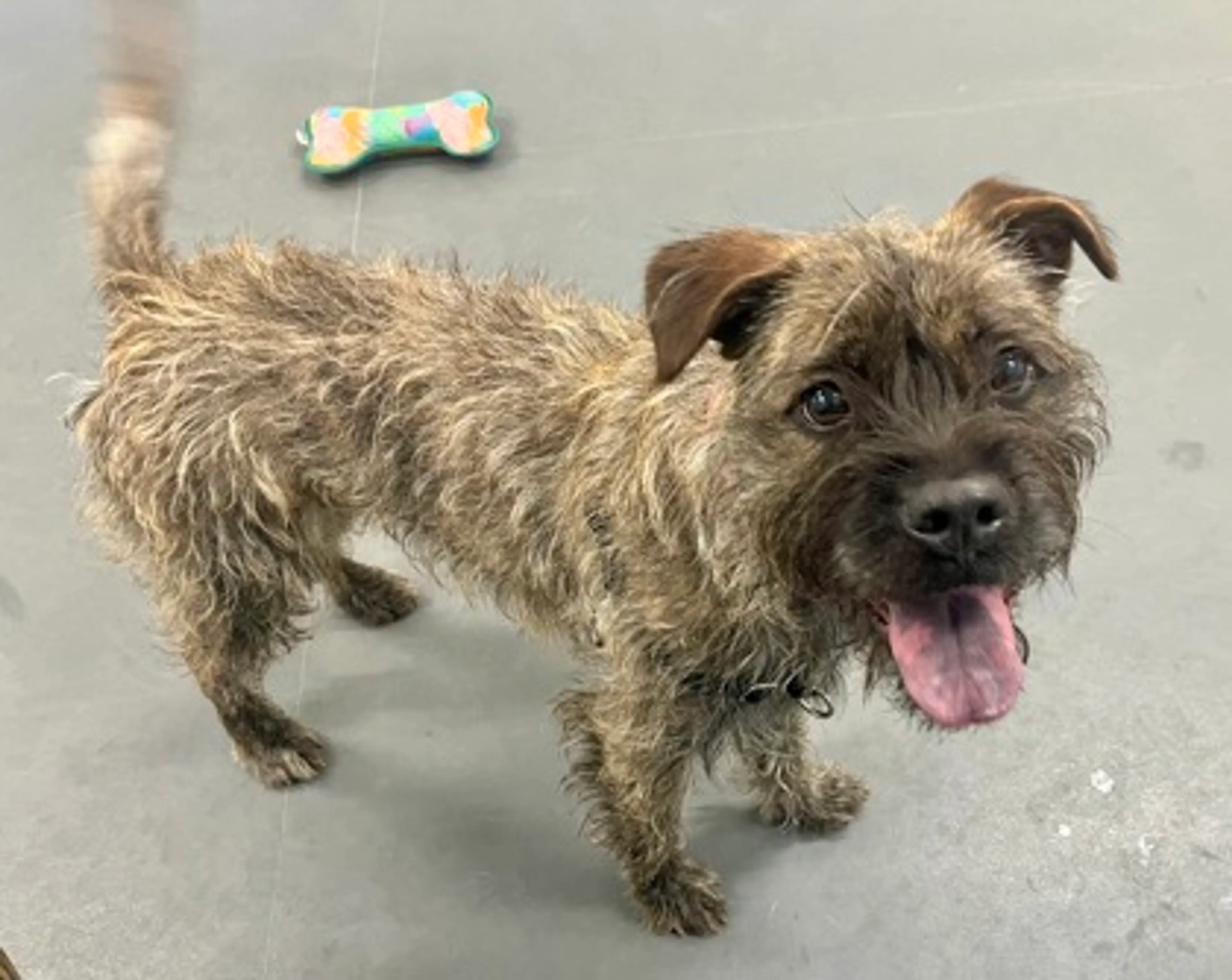 Found pet-2
