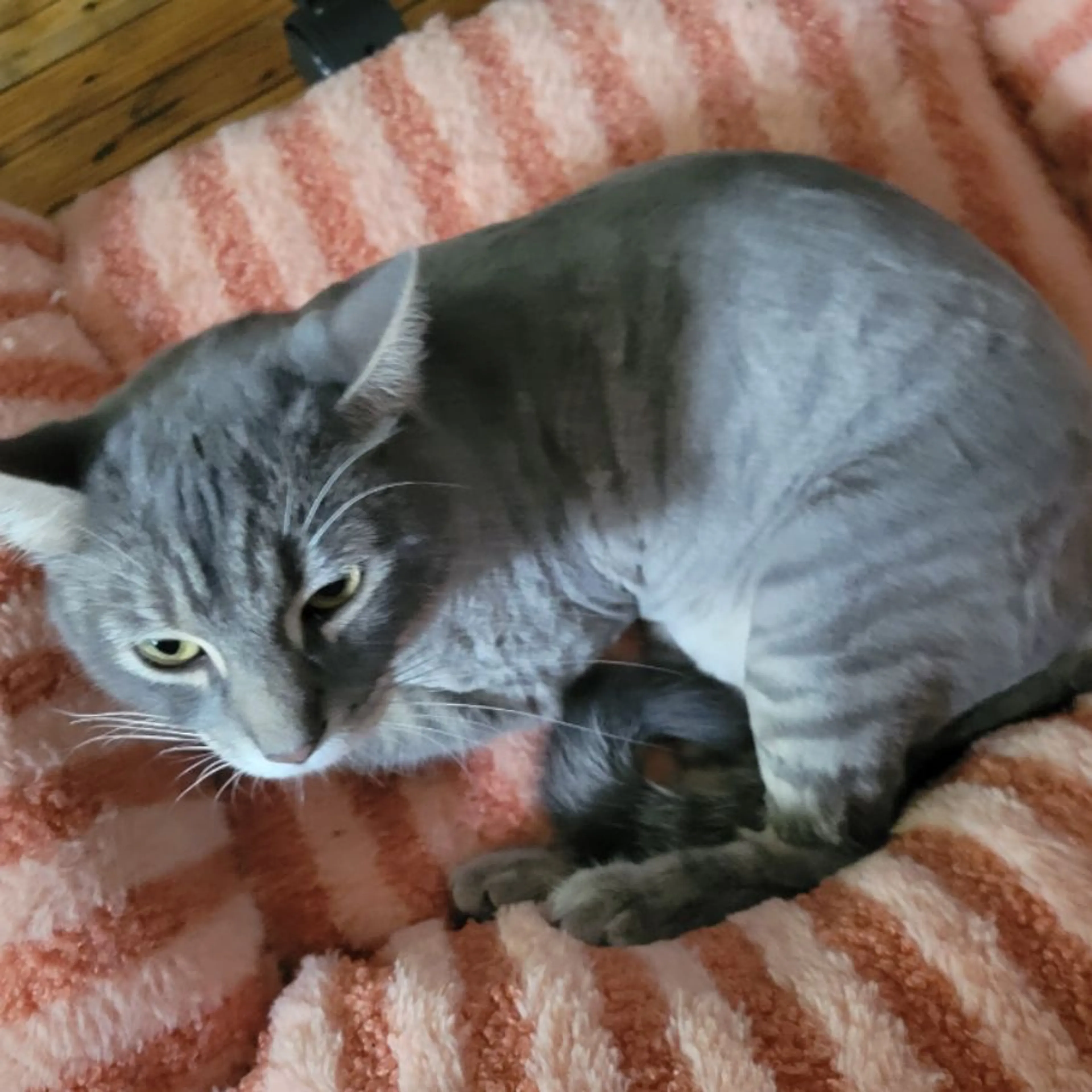Lost pet-0
