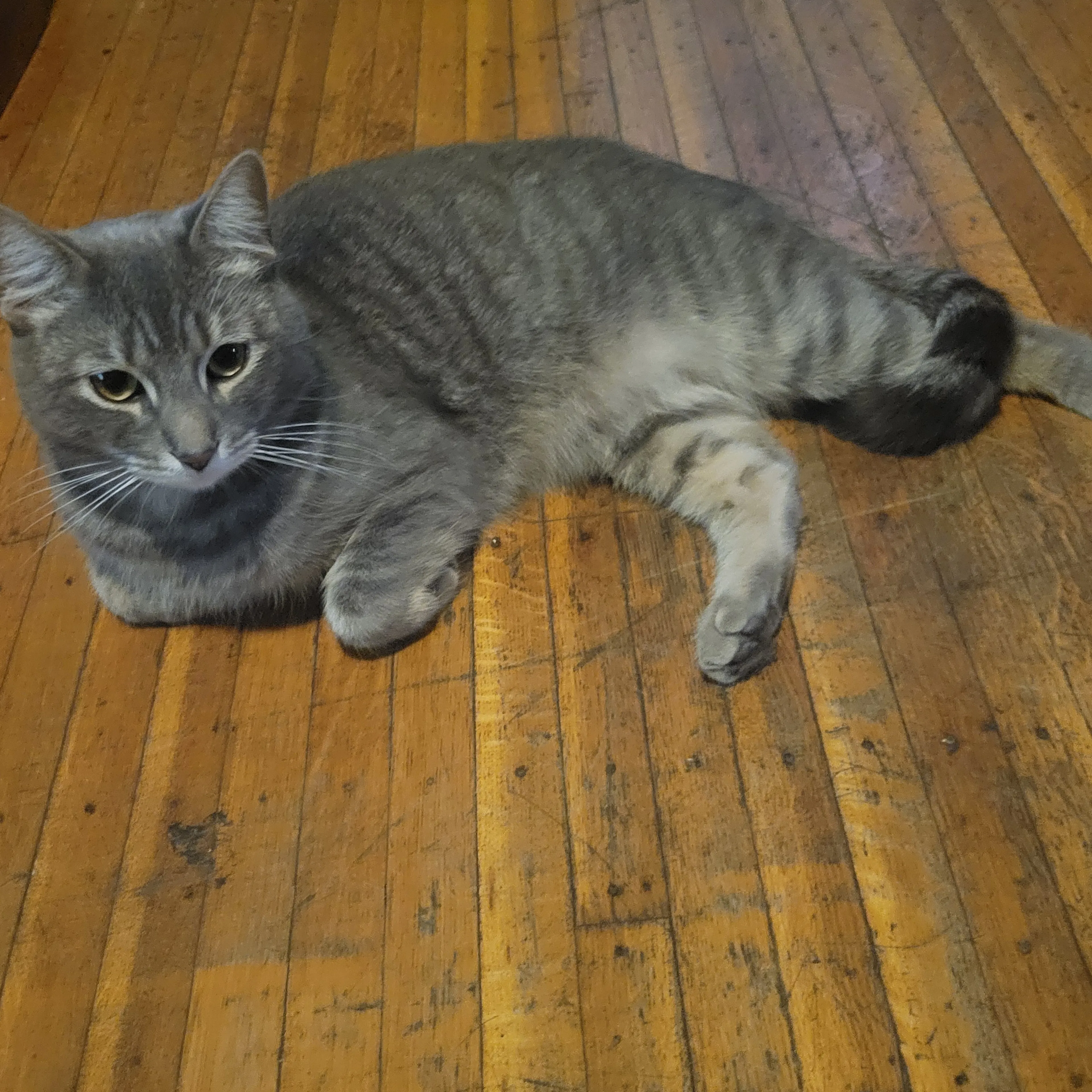 Lost pet-1
