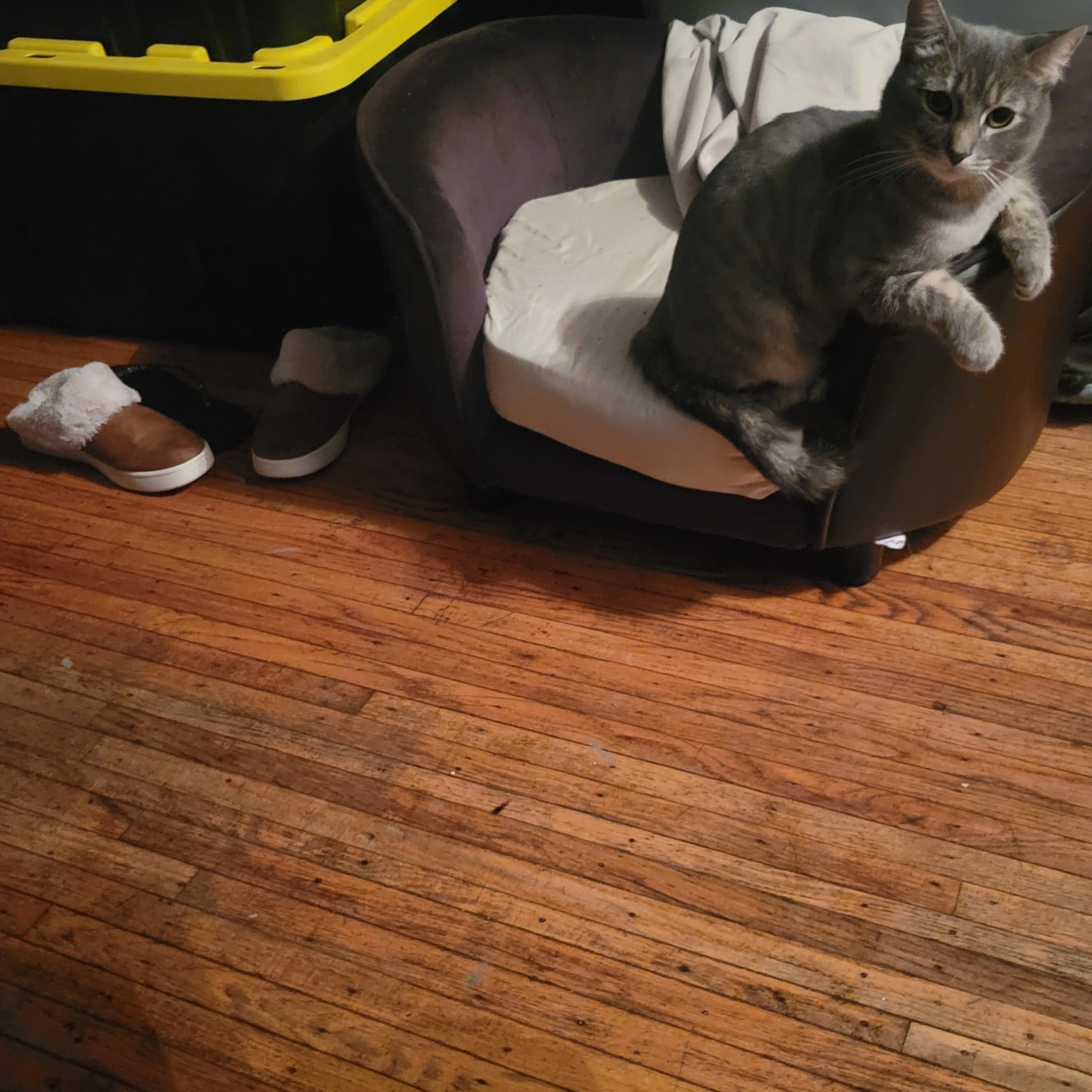 Lost pet-3