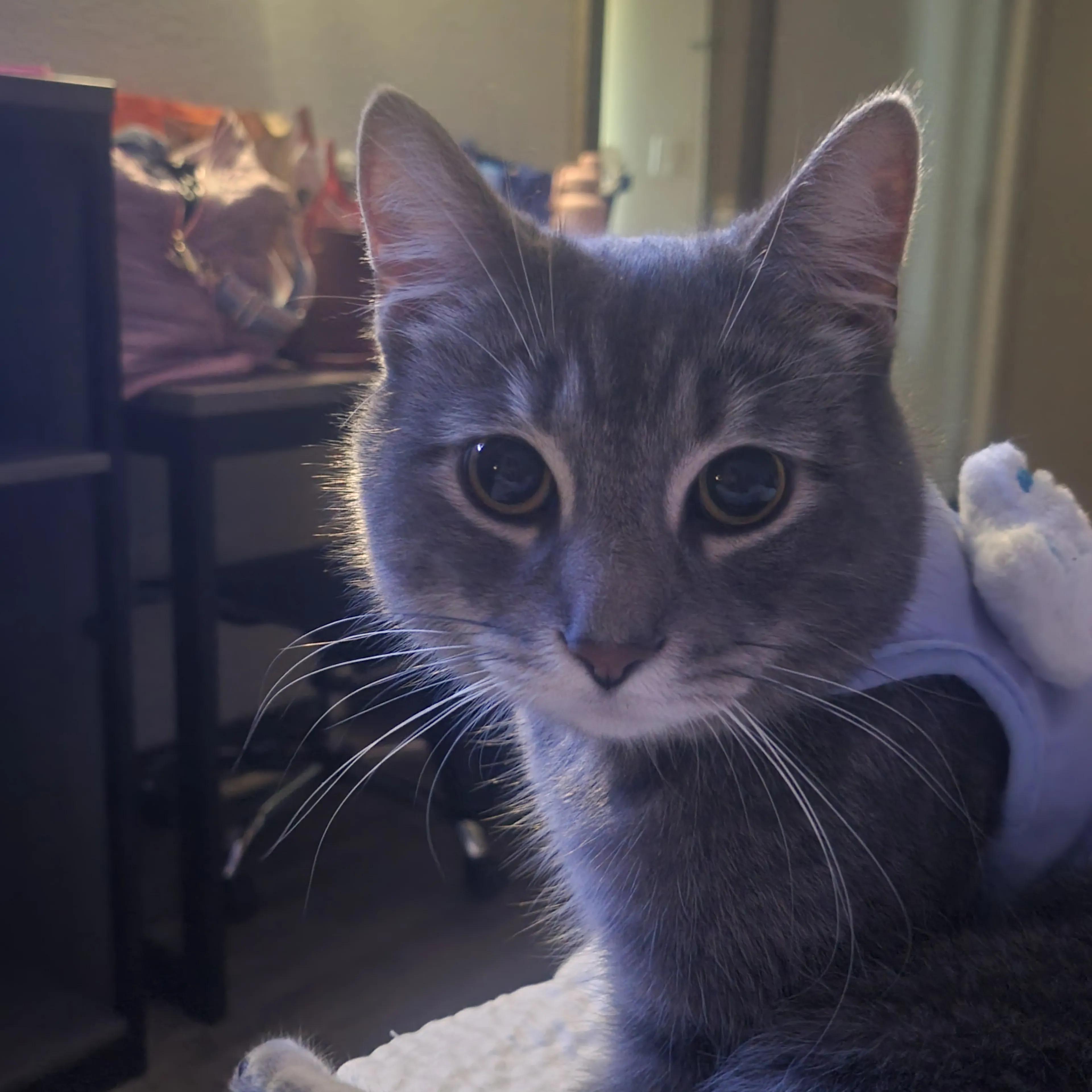 Lost pet-2