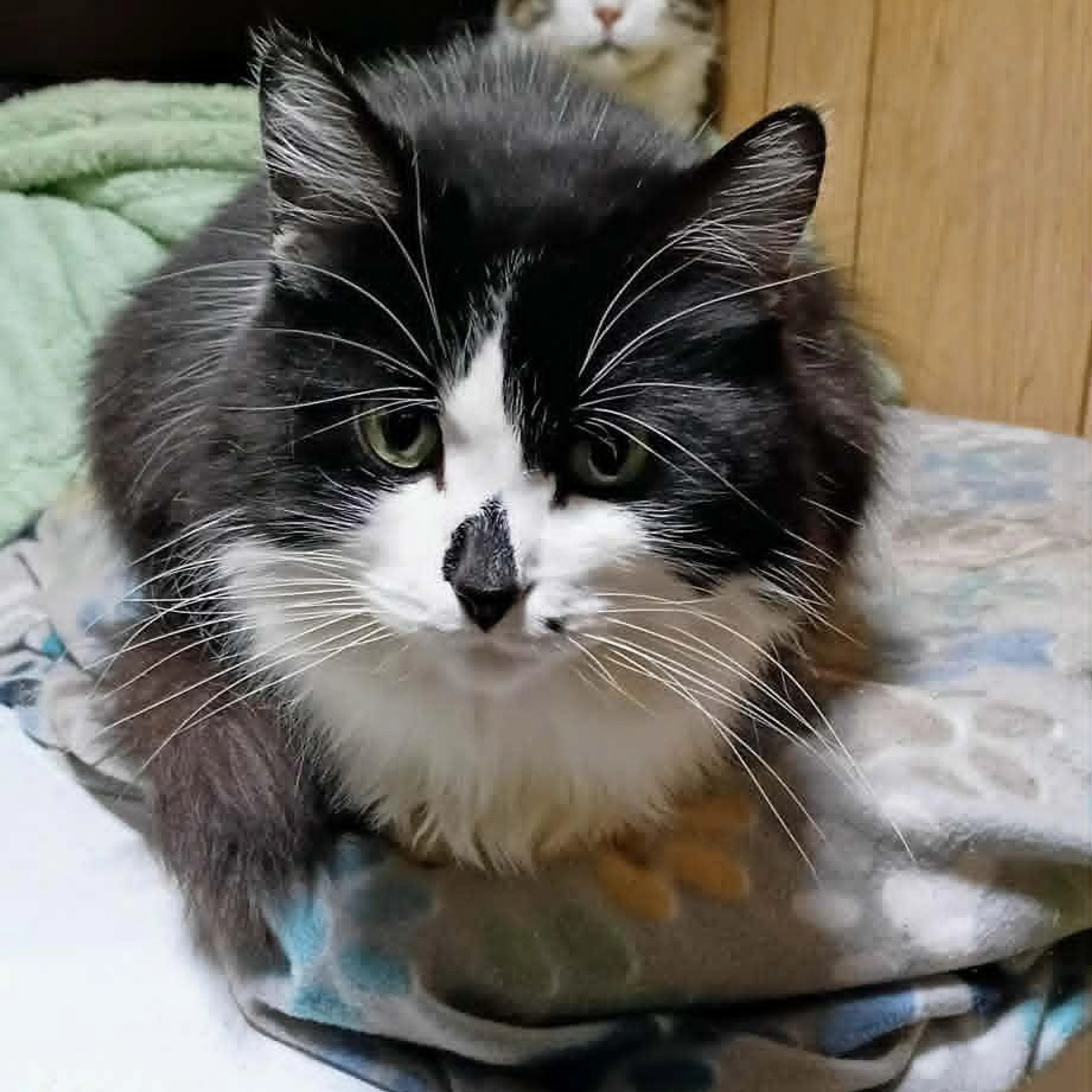 Found pet