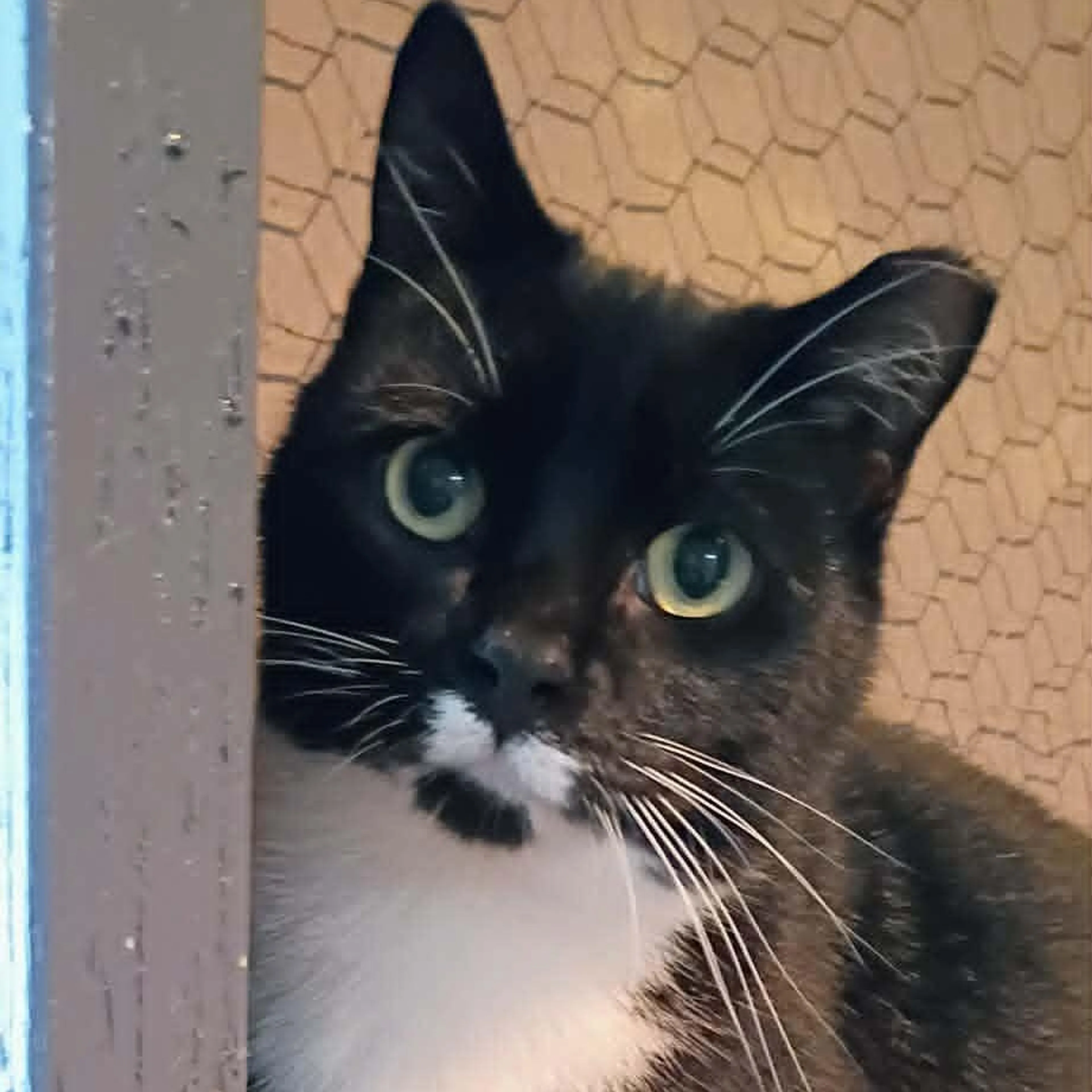 Found pet
