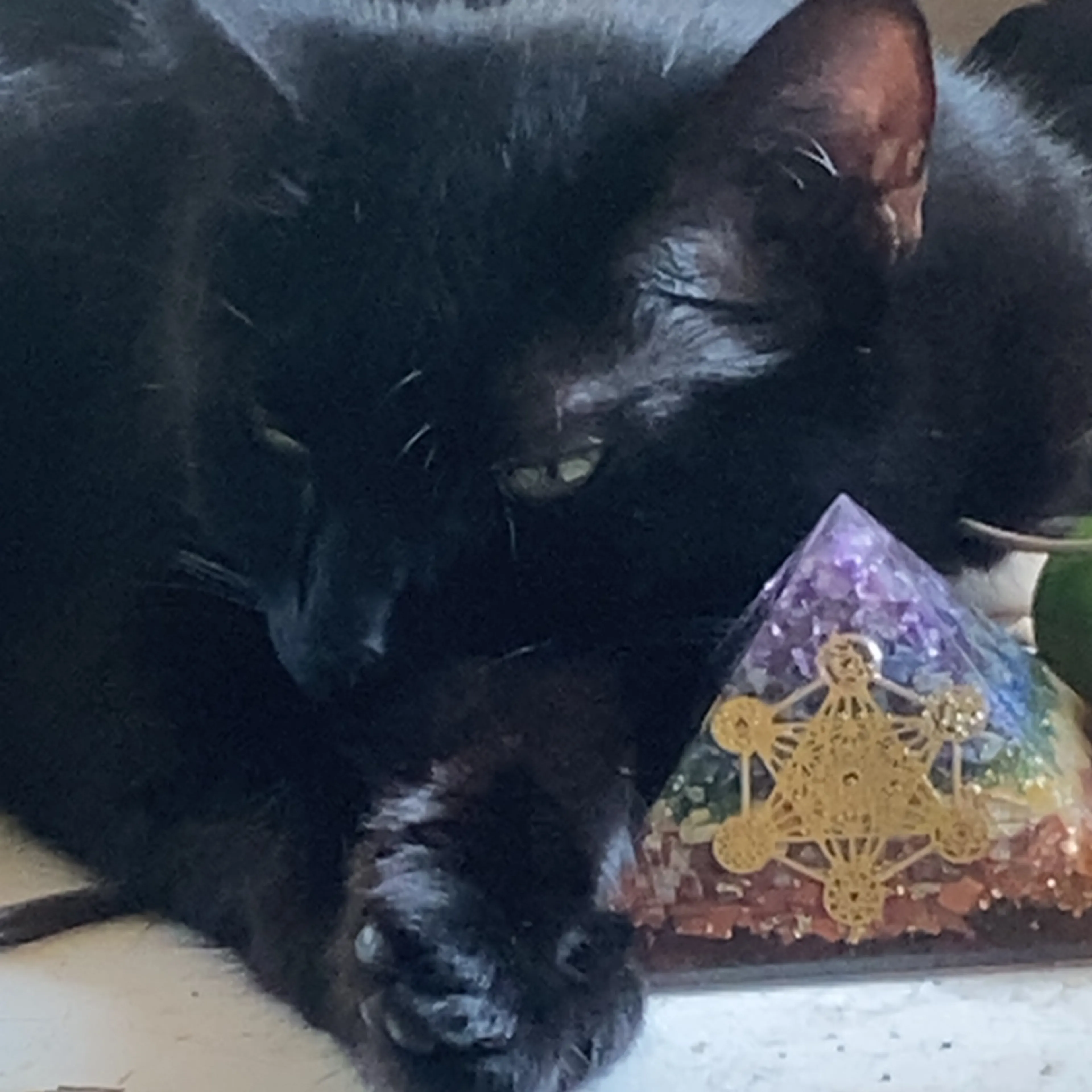 Lost pet-1