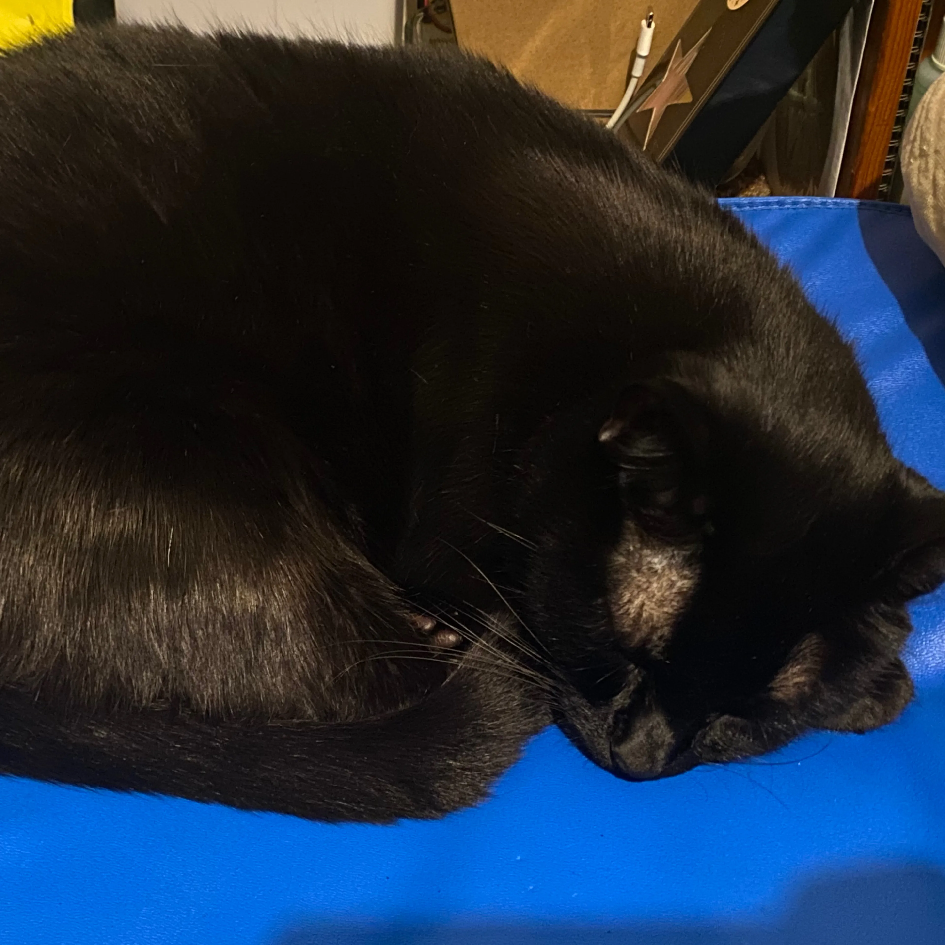 Lost pet-2
