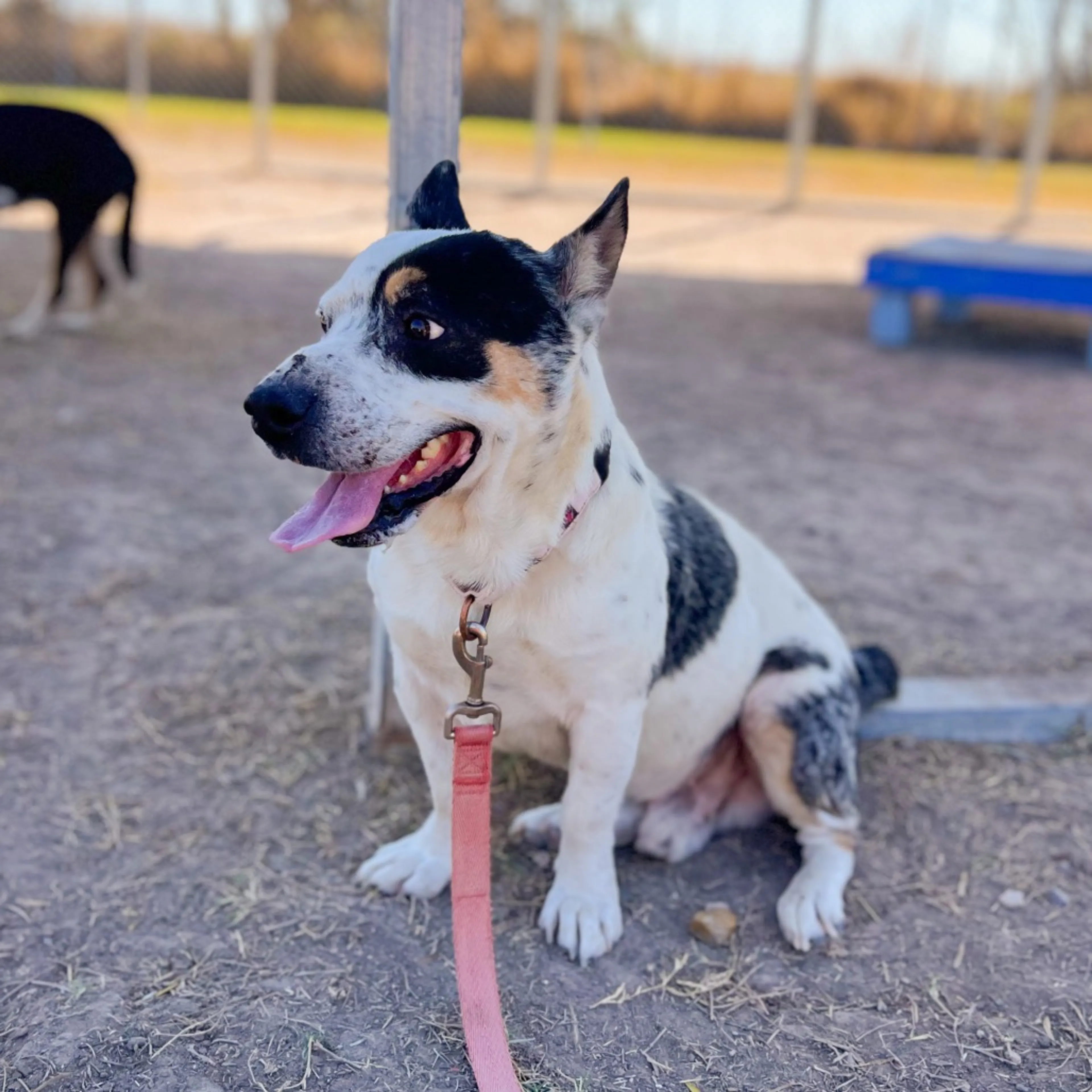 Found pet-5