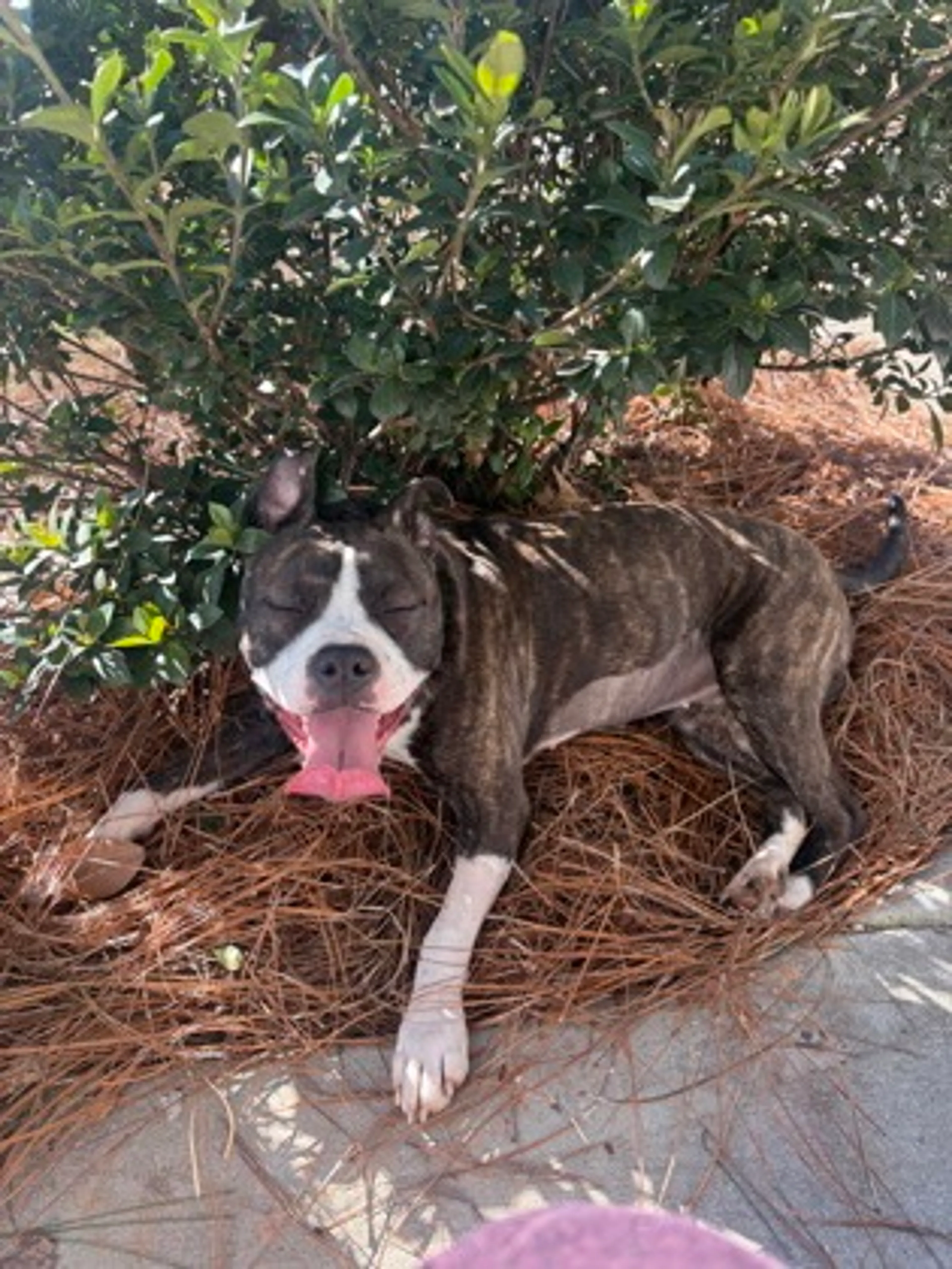 Found pet