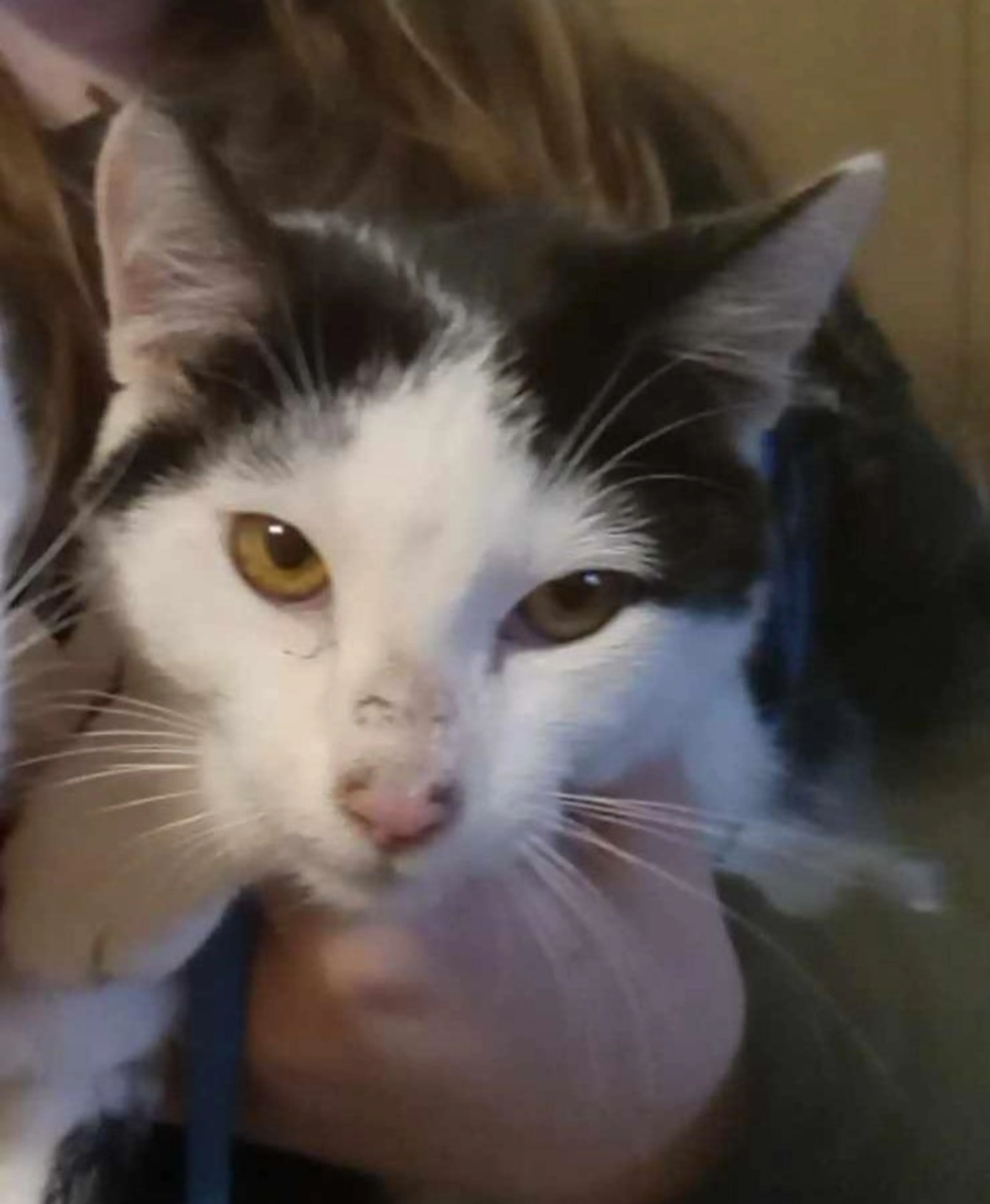 Found pet-5