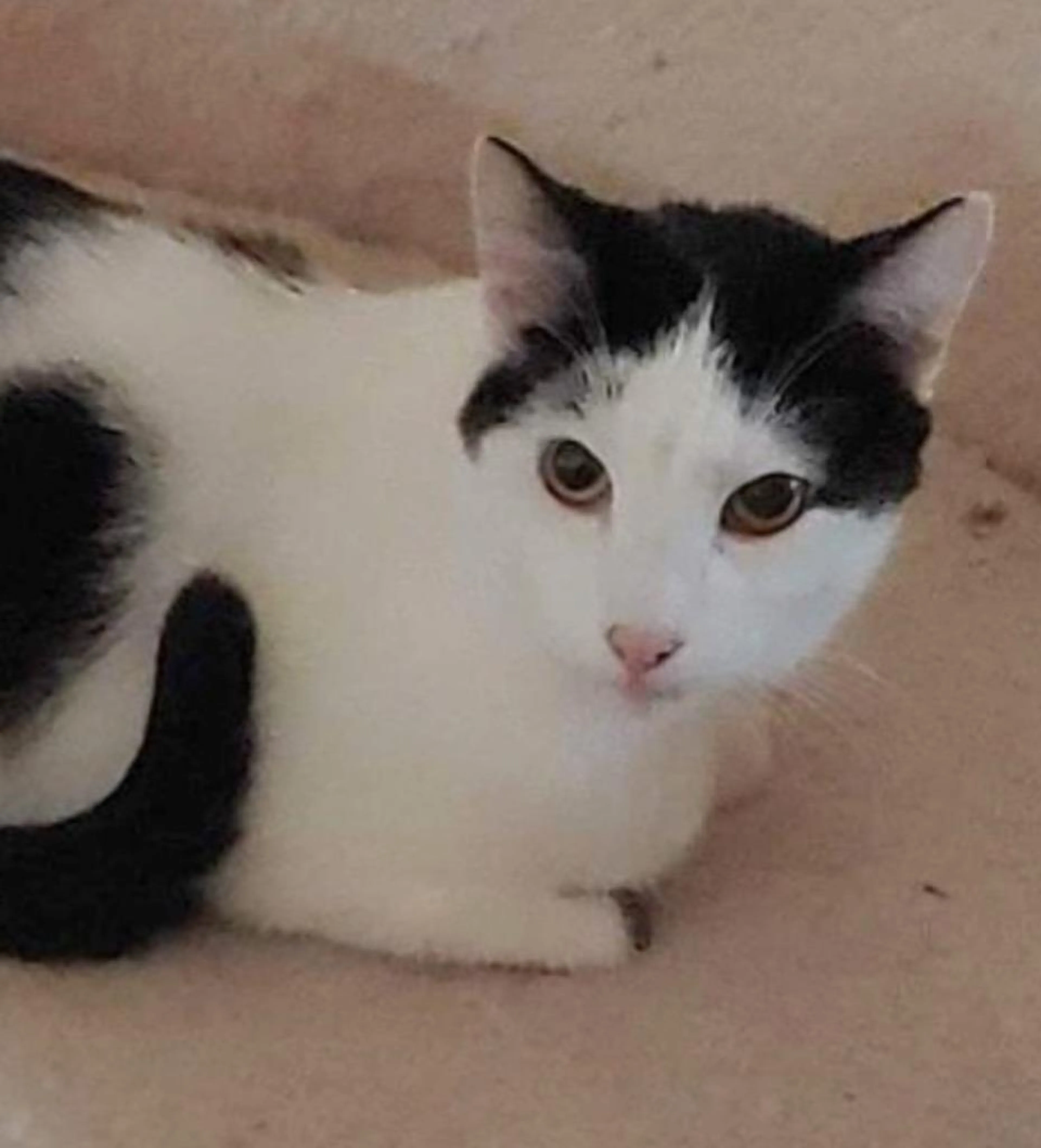Found pet-2