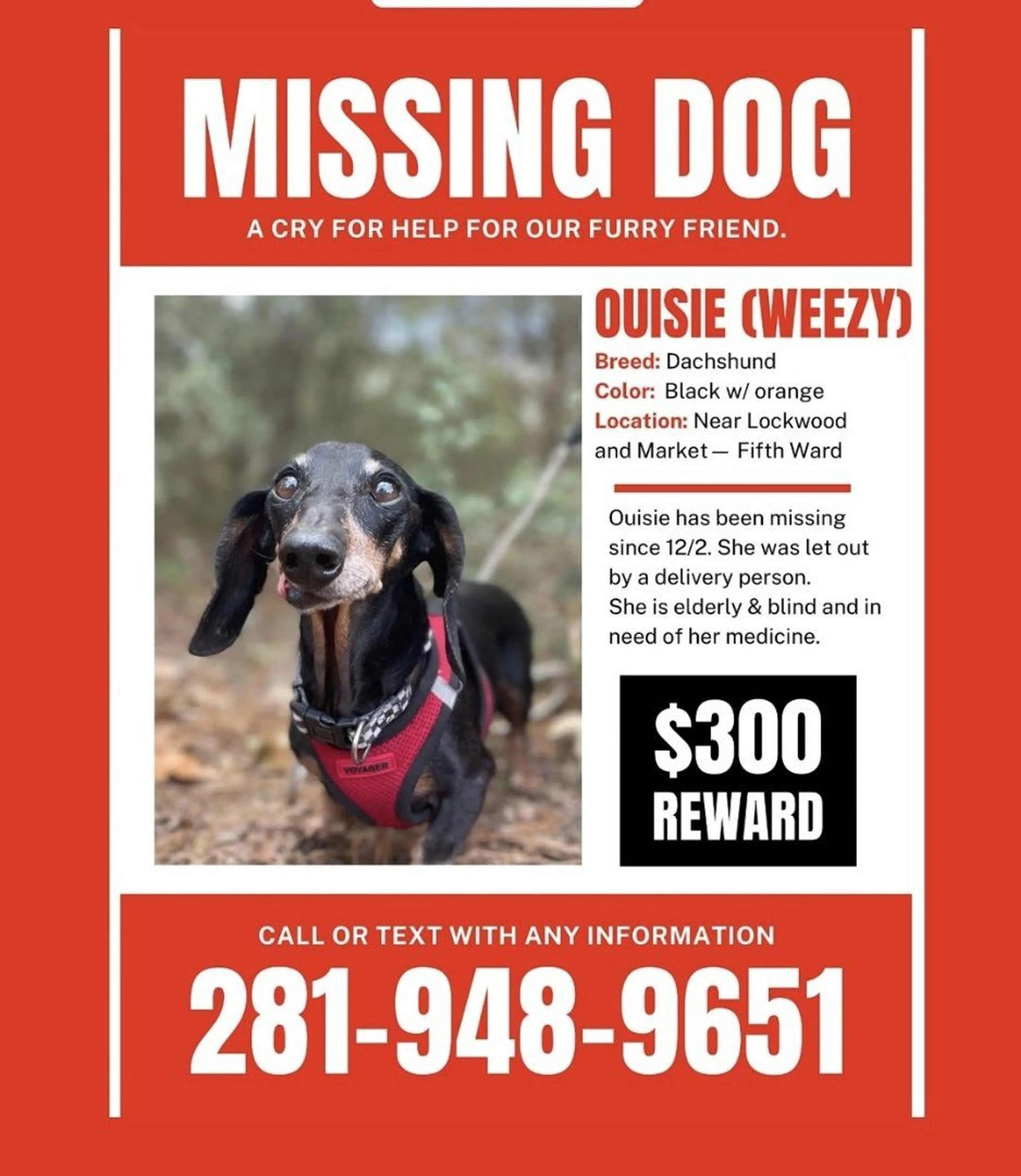 Lost pet