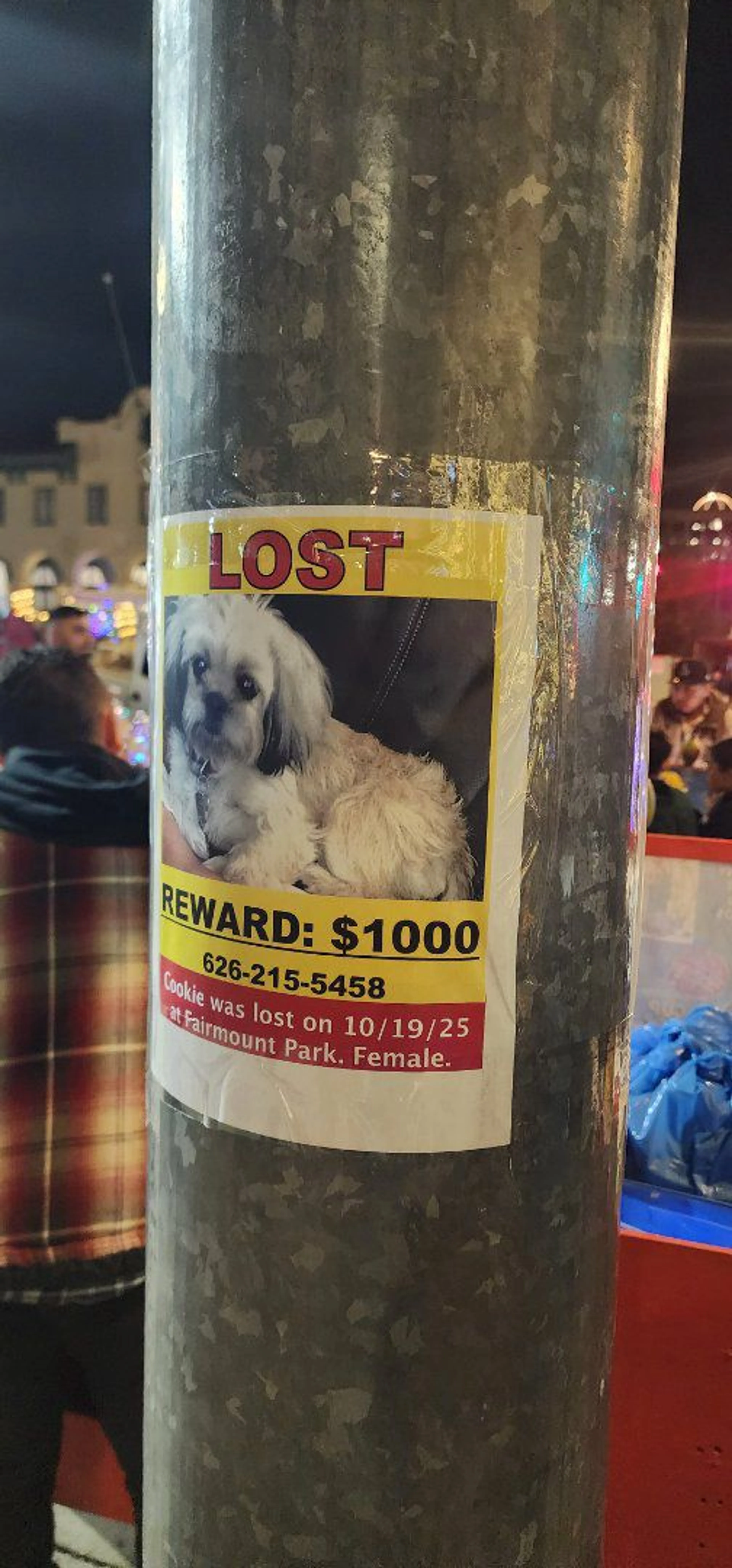 Lost pet-0