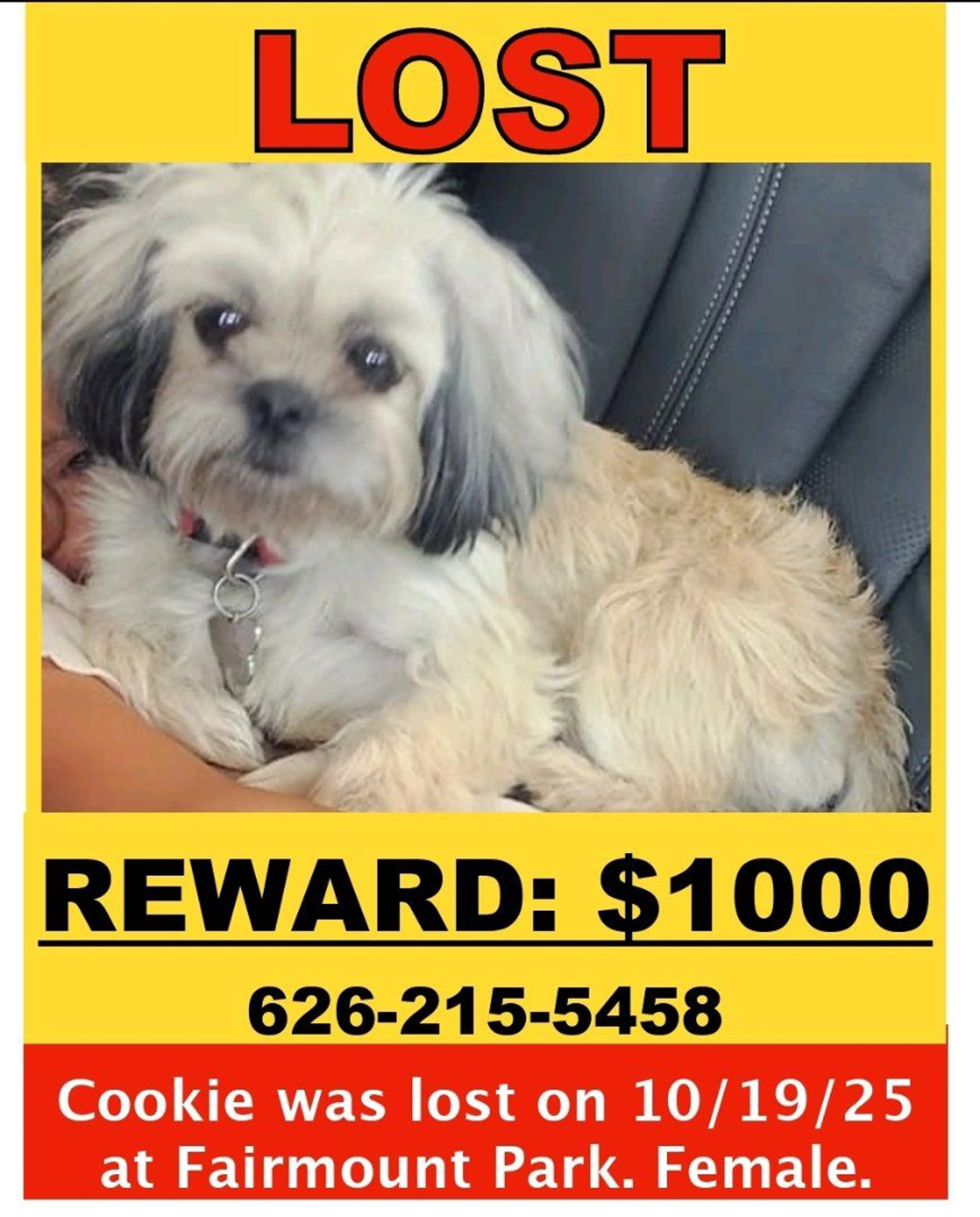 Lost pet-1