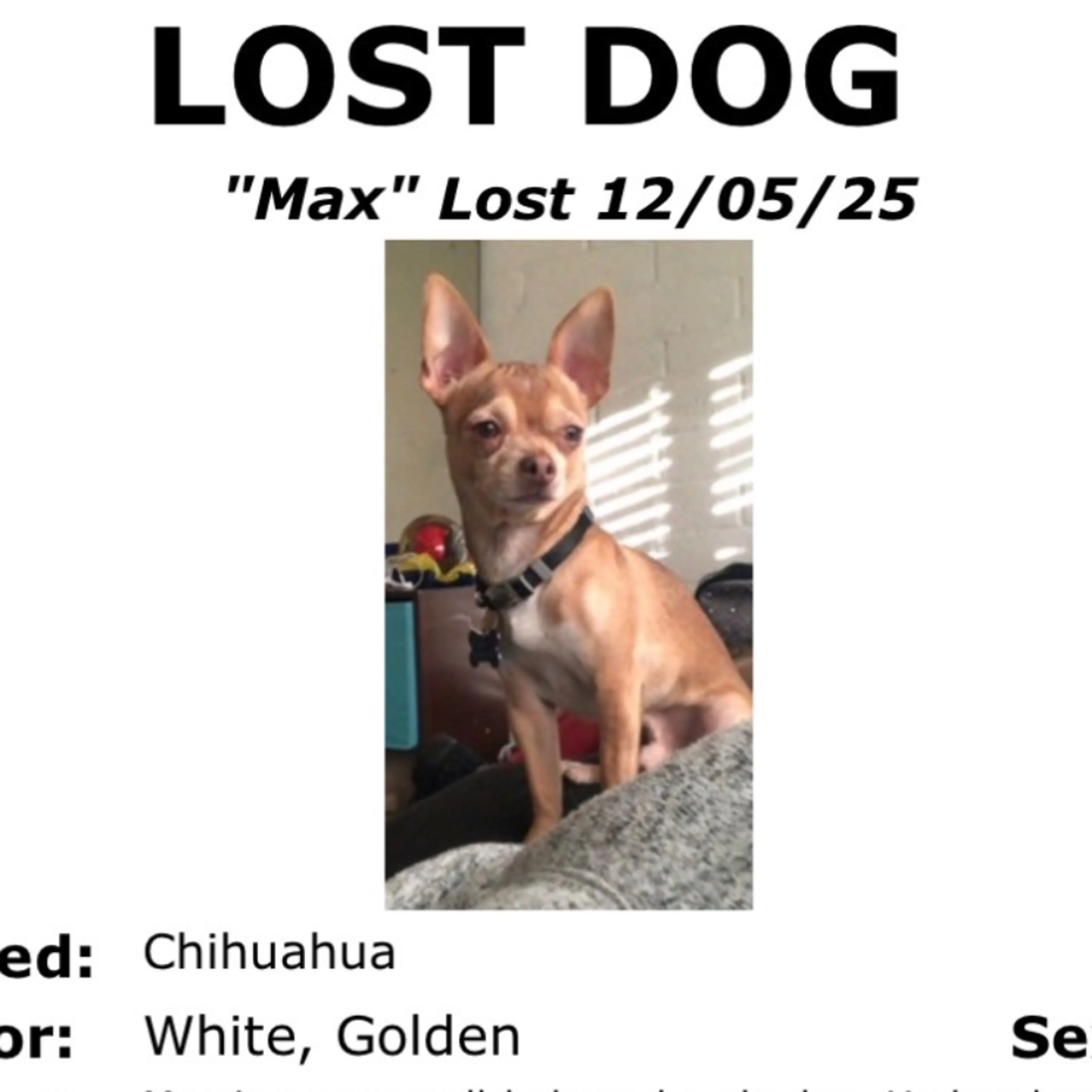 Lost pet