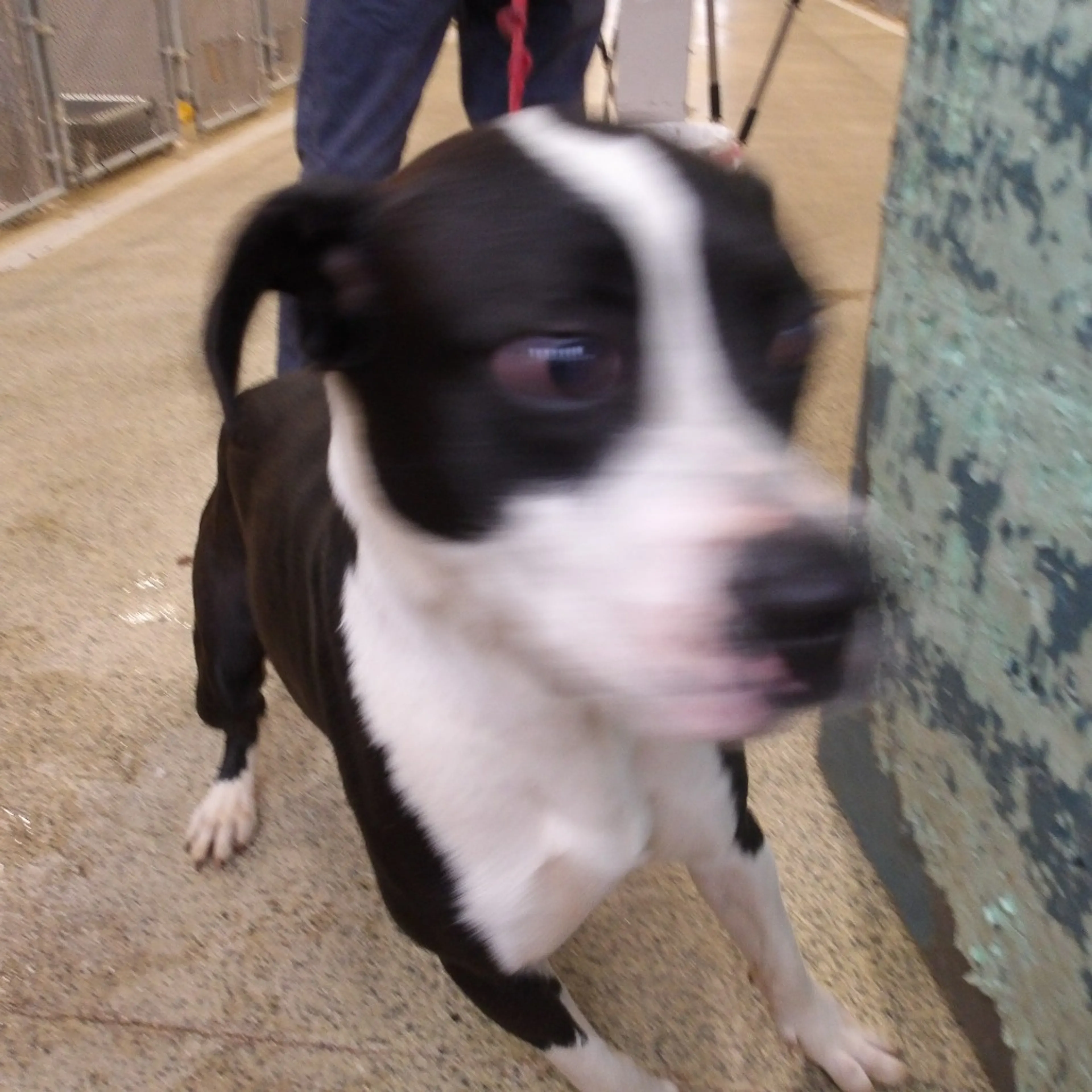Found pet-1