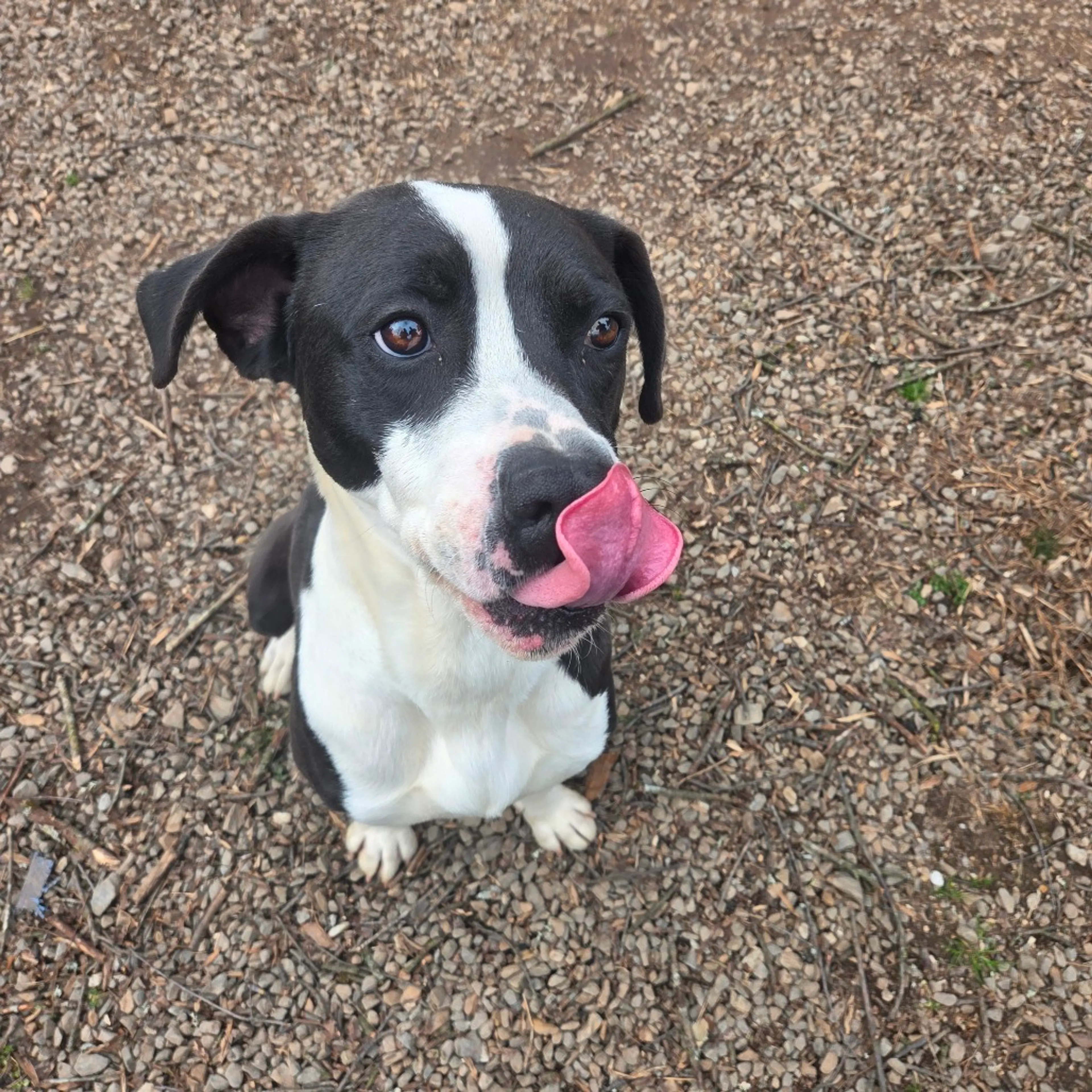 Found pet-2