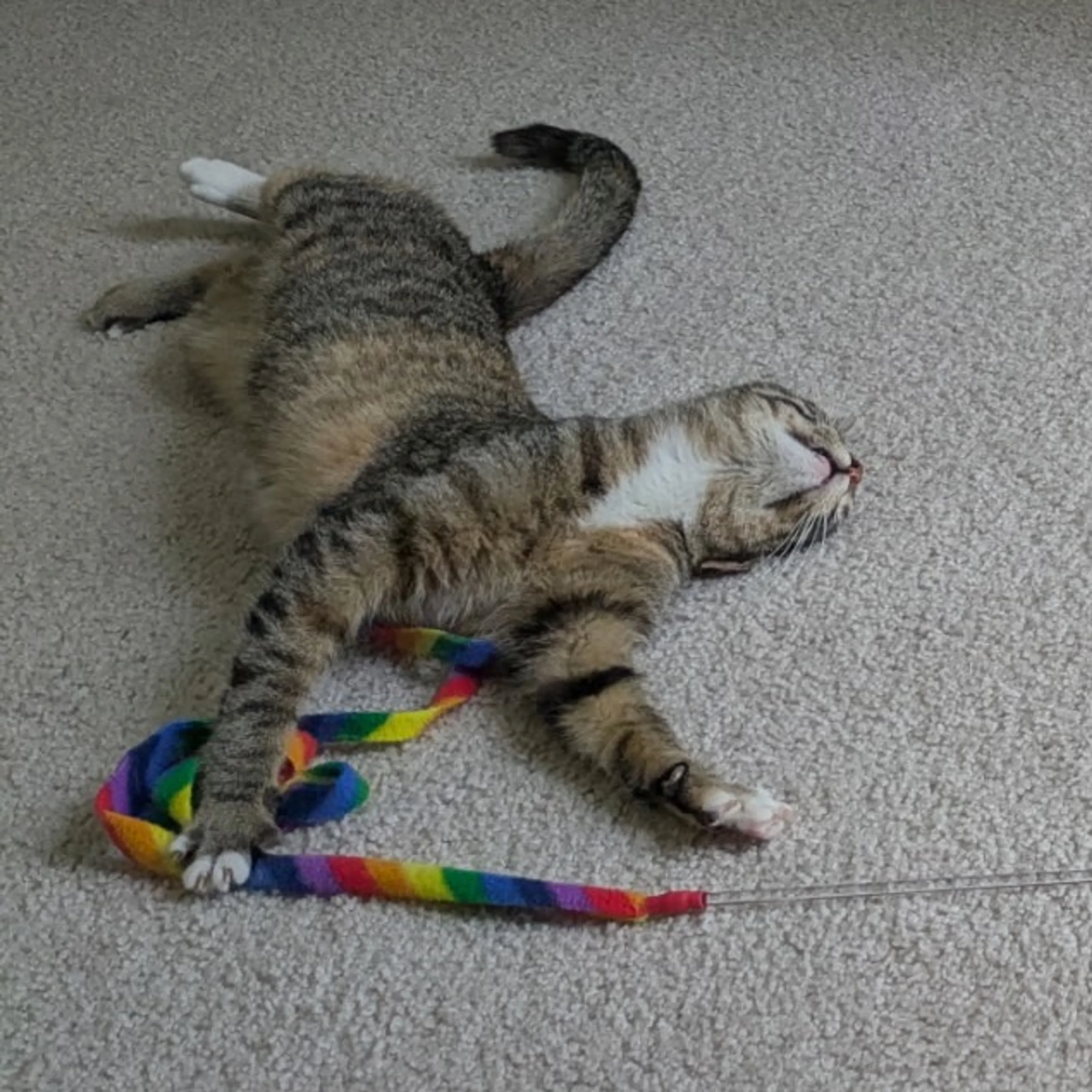Found pet-10