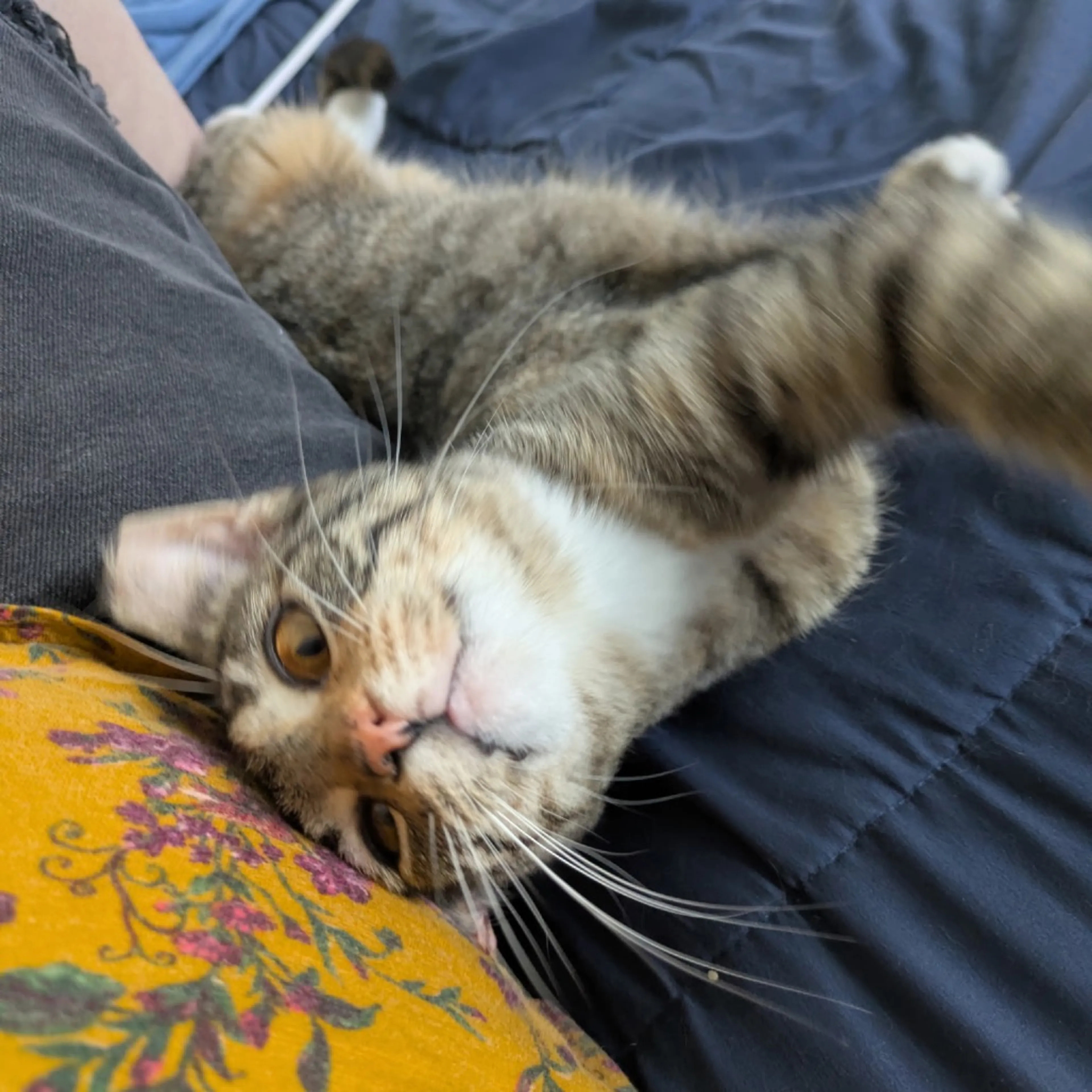 Found pet-5