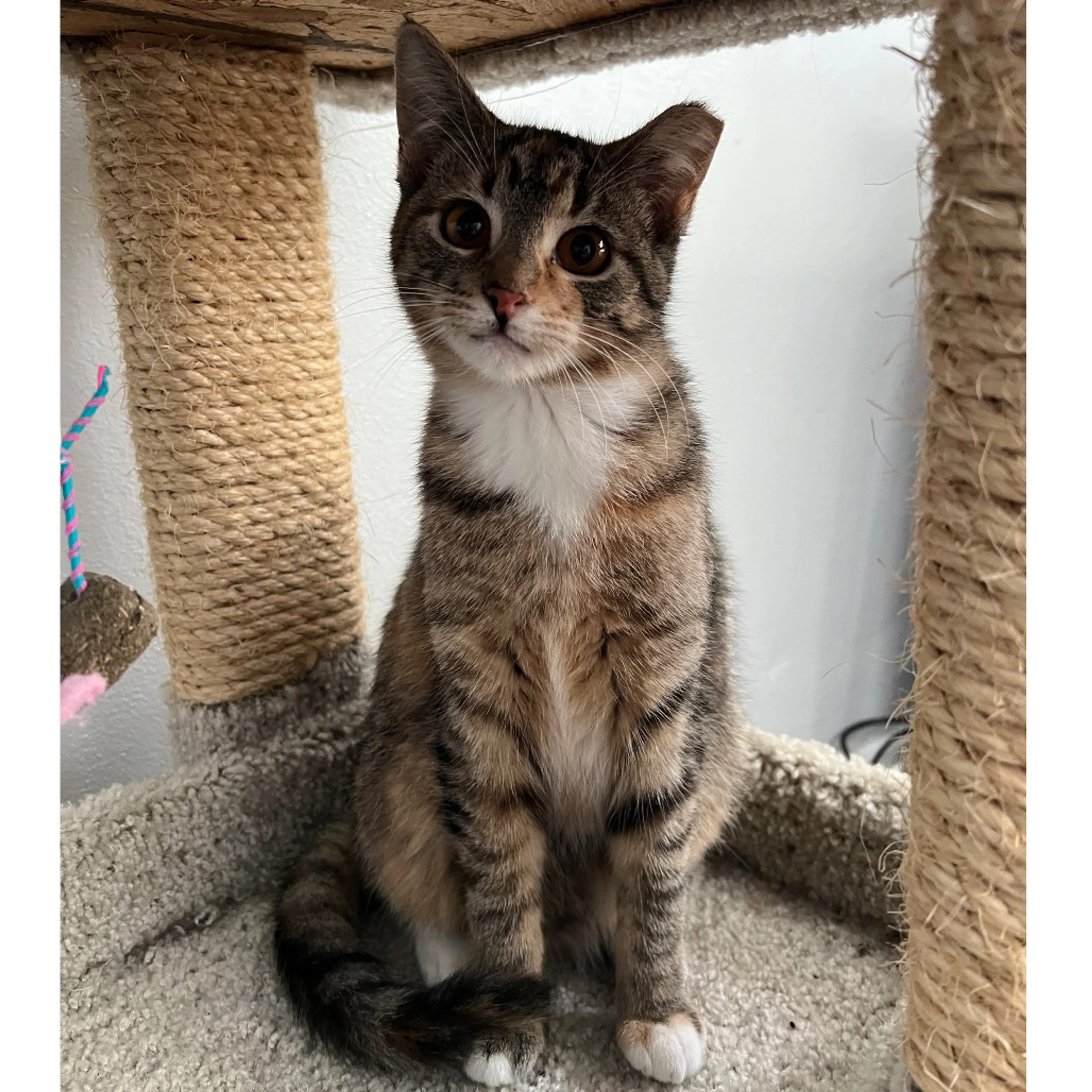 Found pet-3