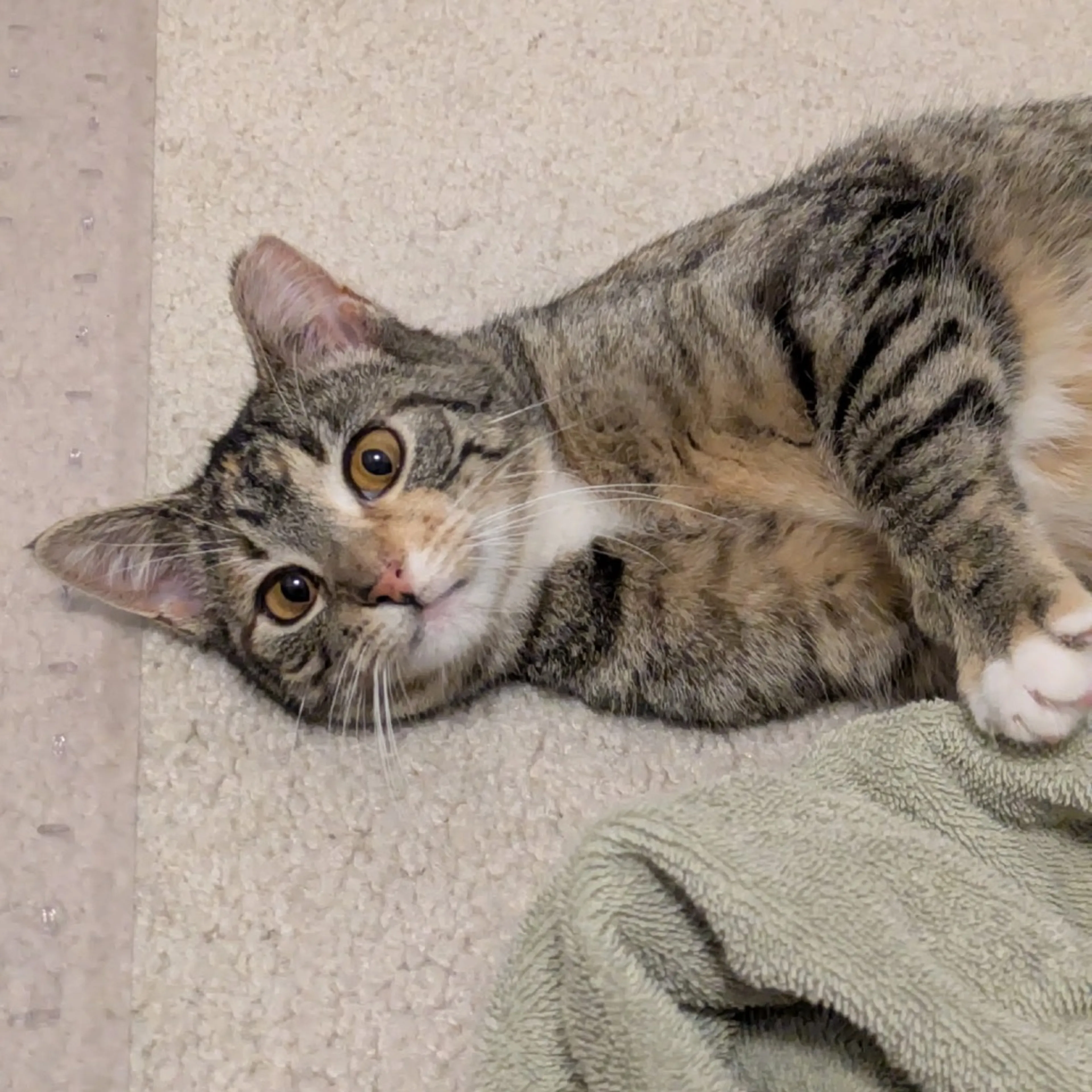 Found pet-4
