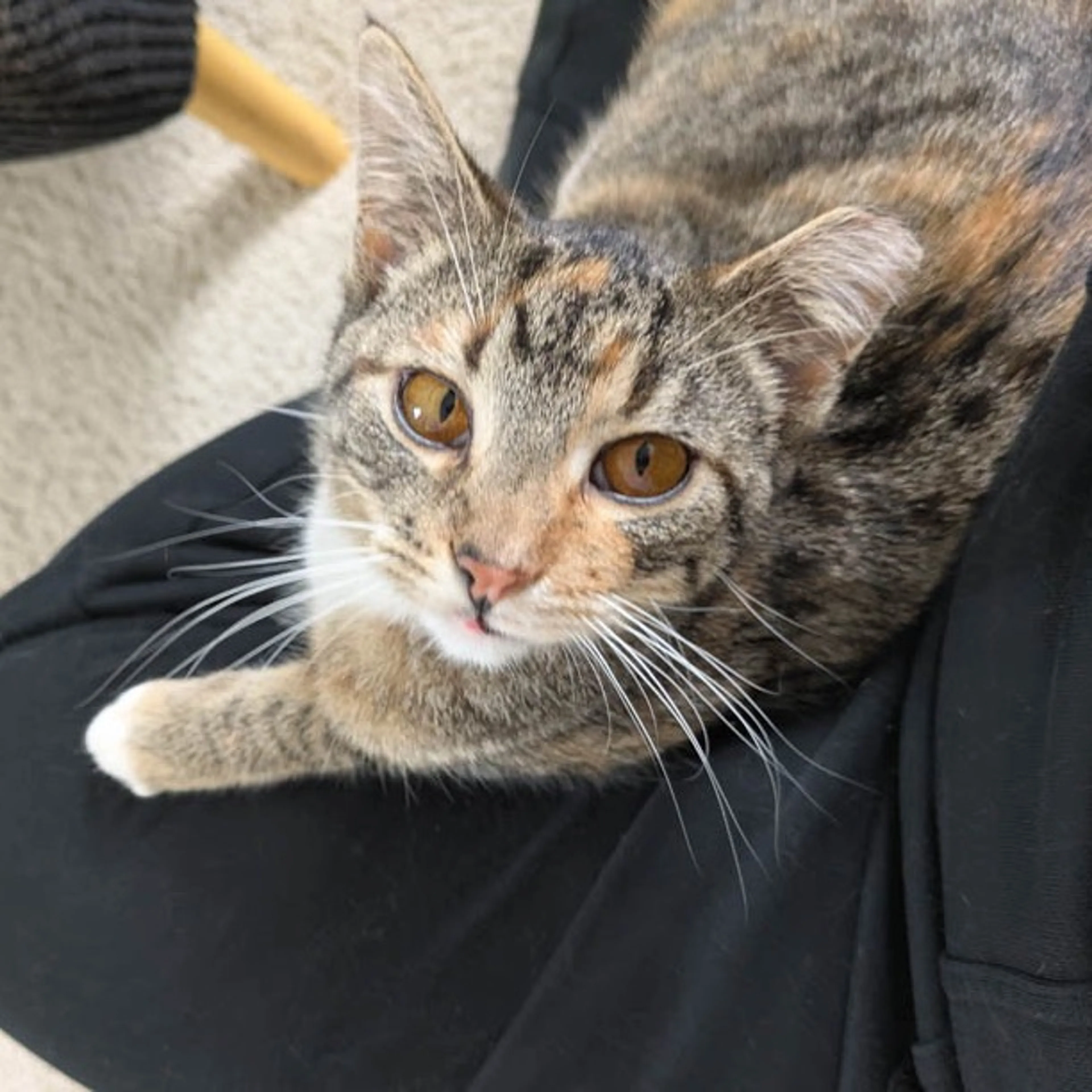 Found pet-6