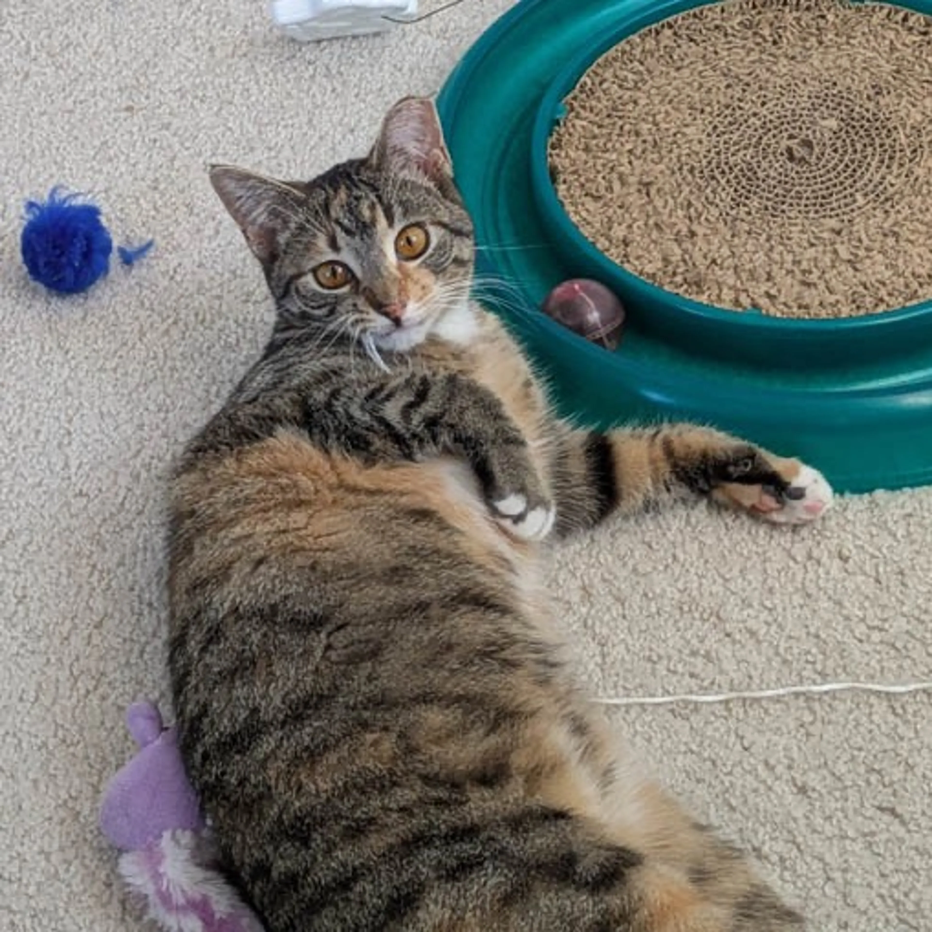 Found pet-7
