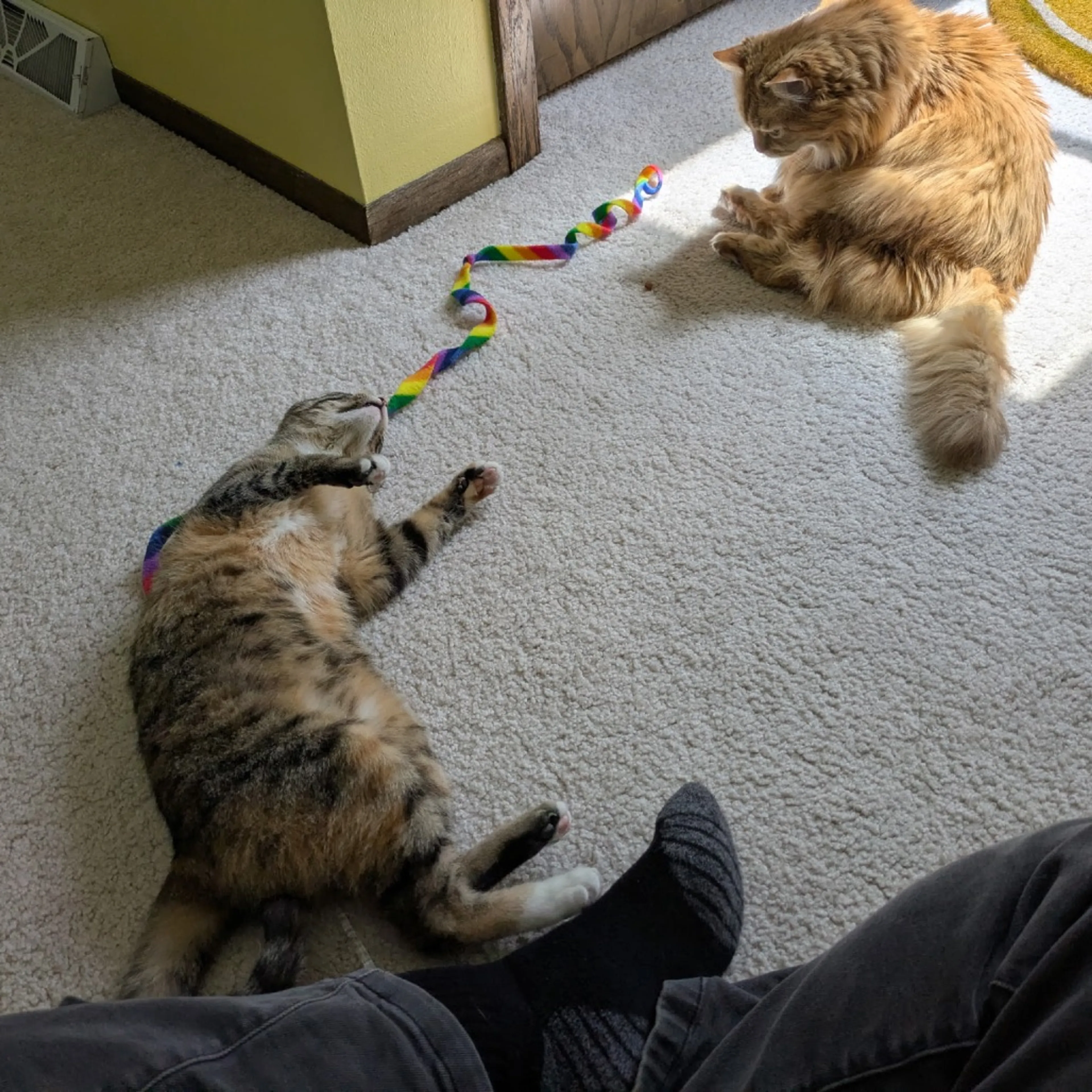 Found pet-9
