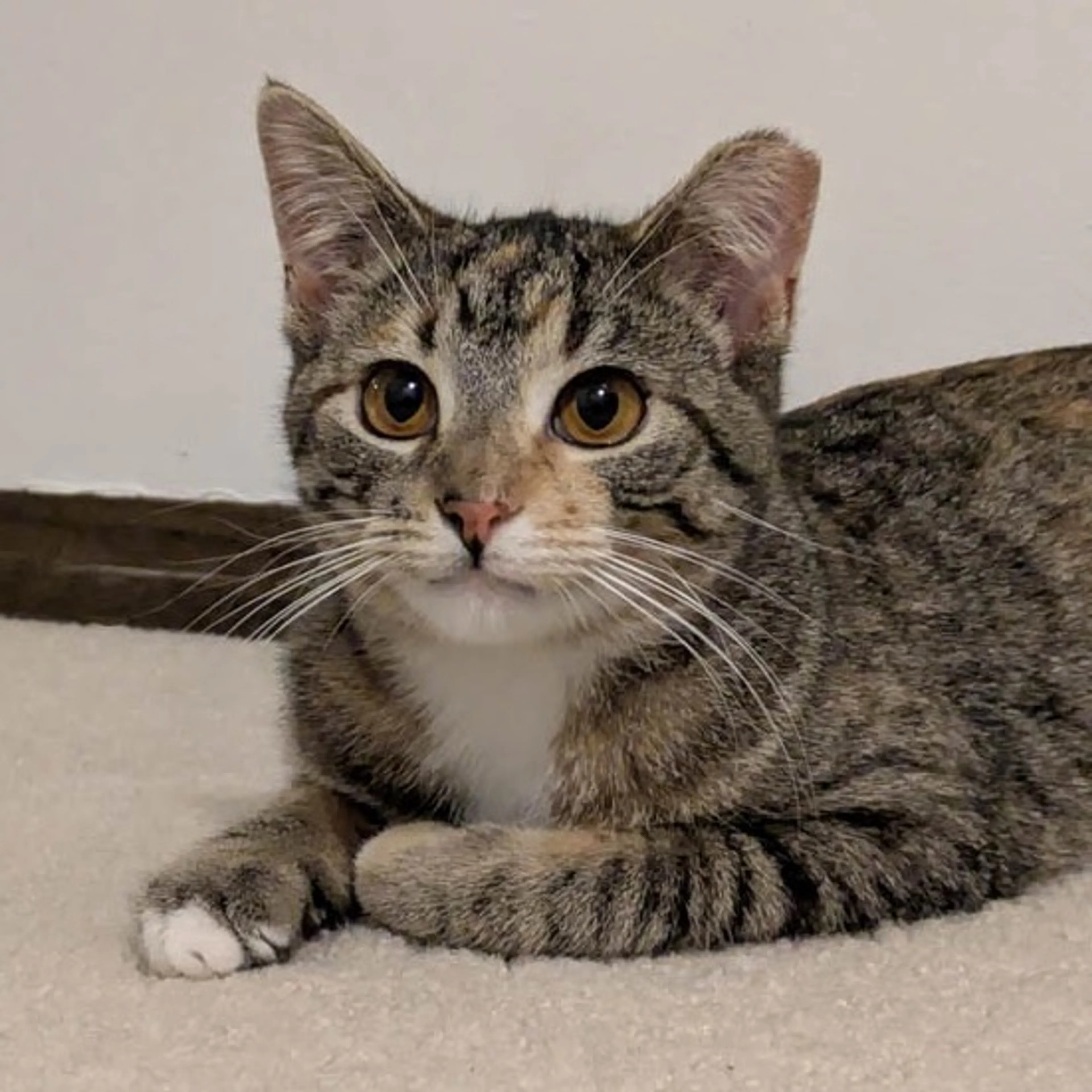 Found pet-8