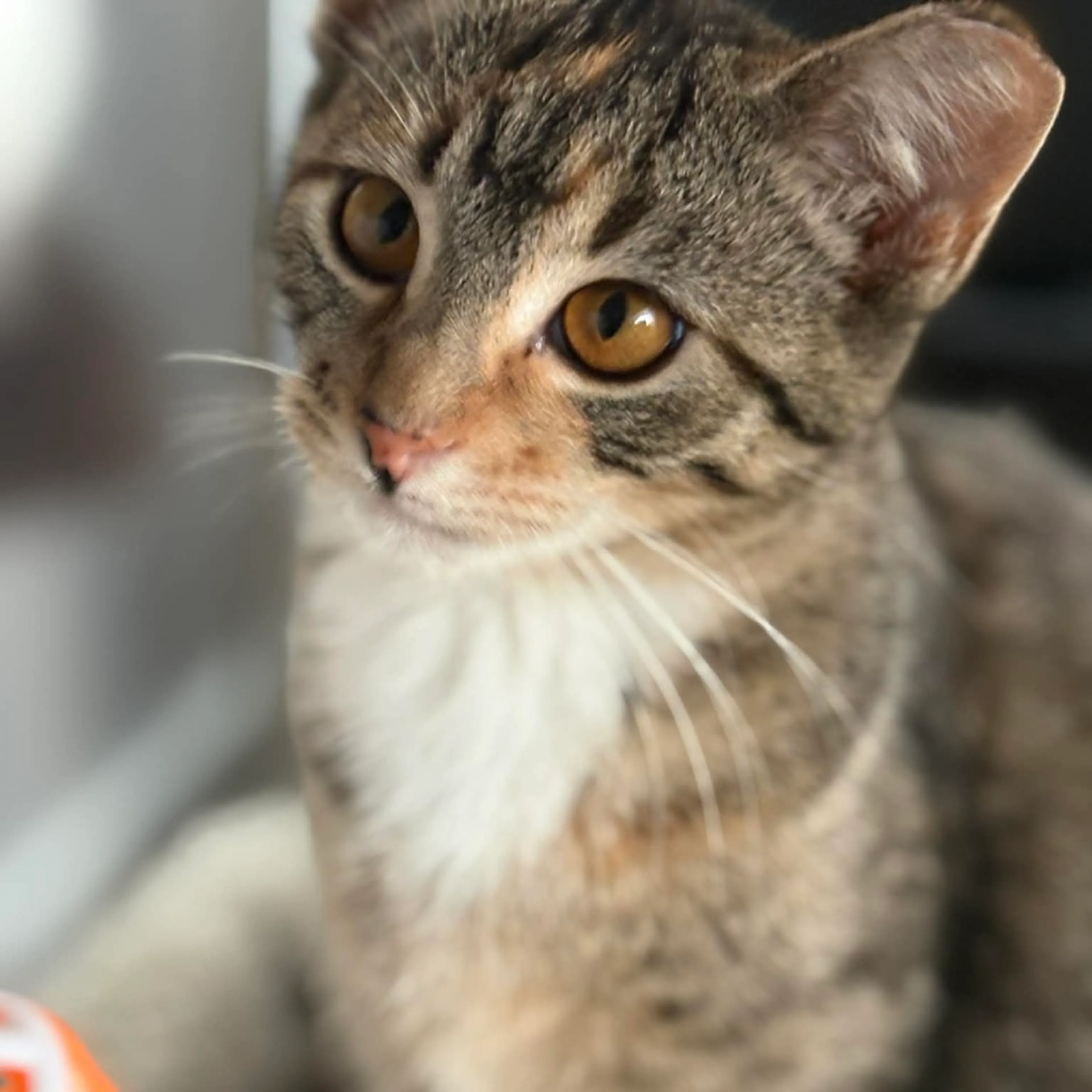 Found pet-1