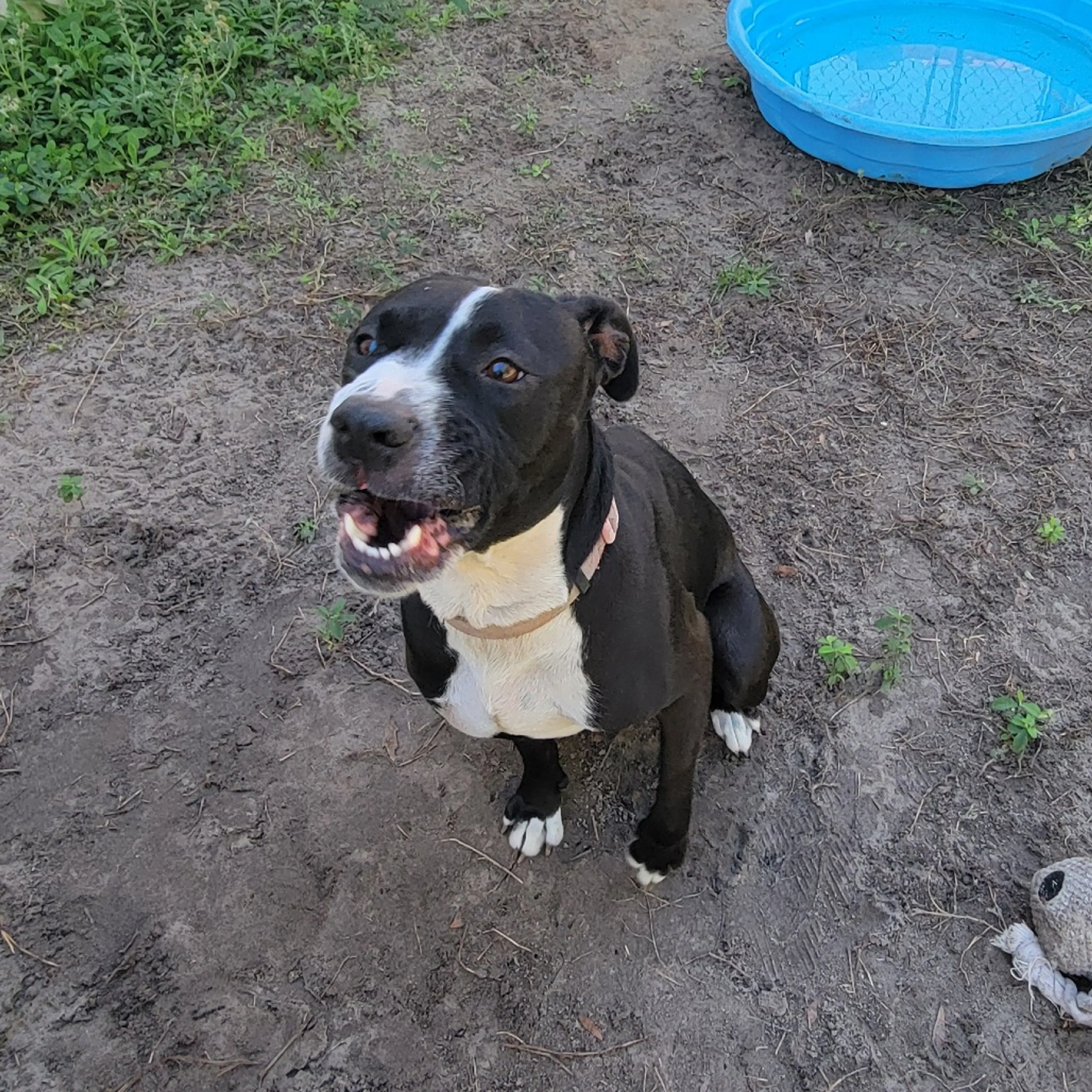 Found pet-5