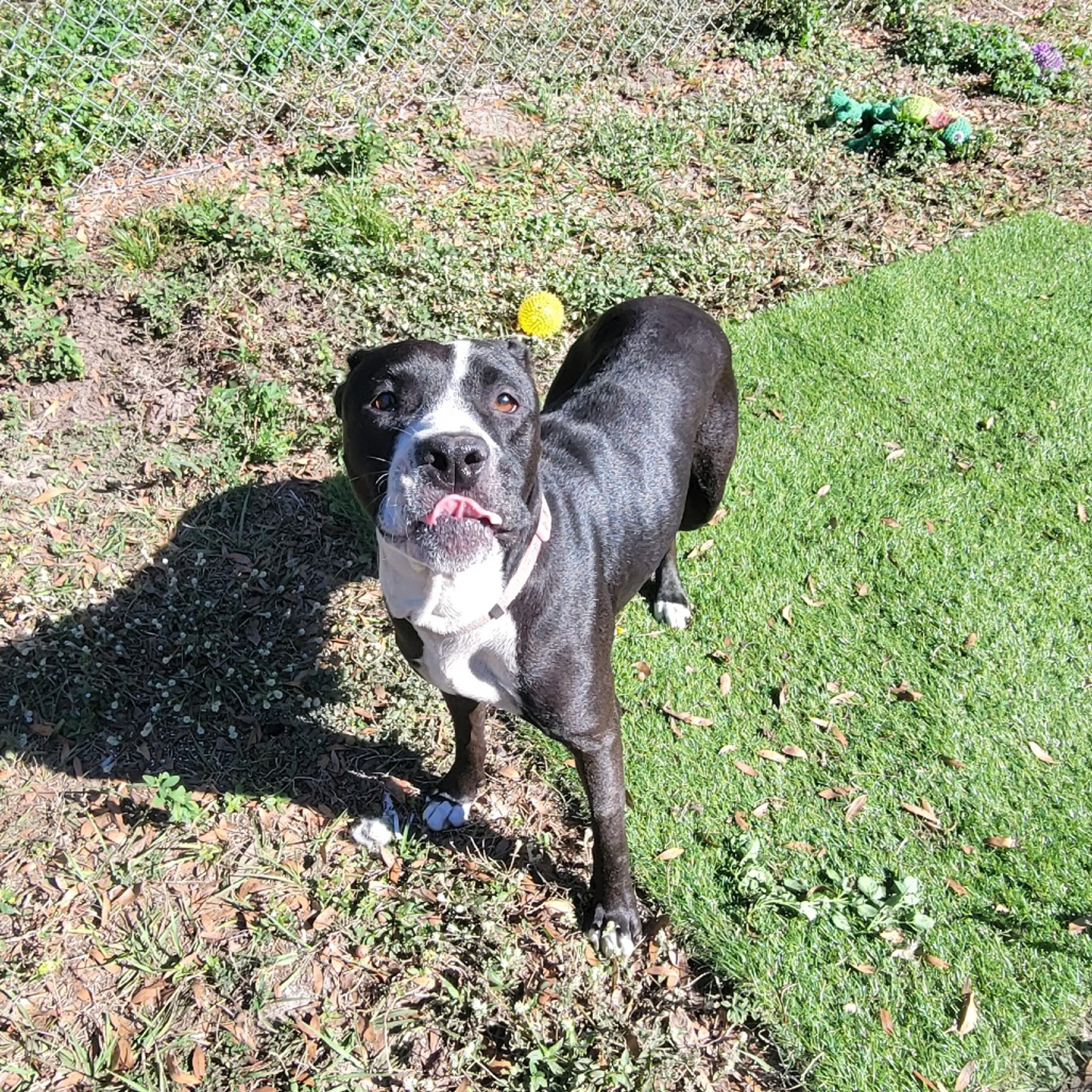 Found pet-2