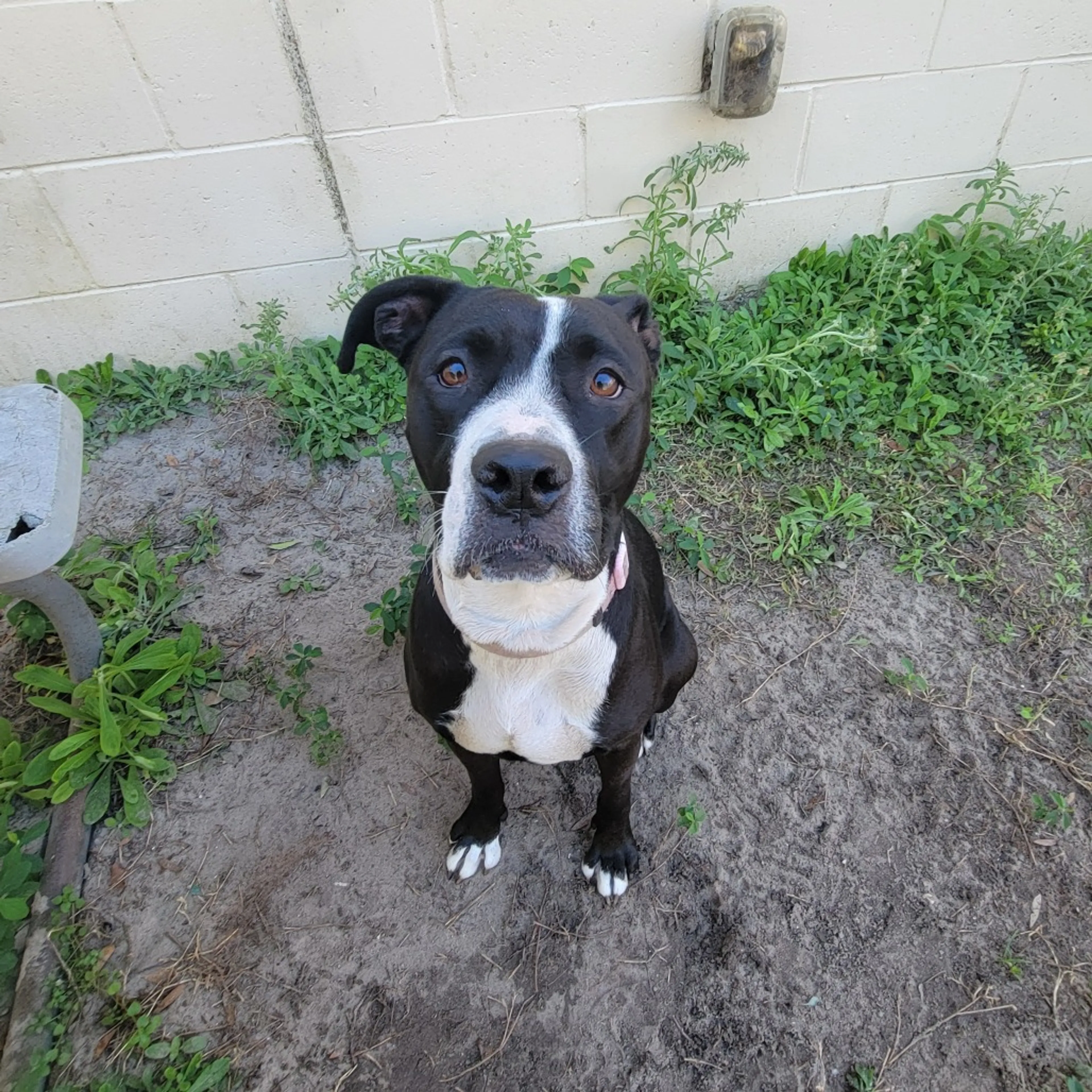 Found pet-1