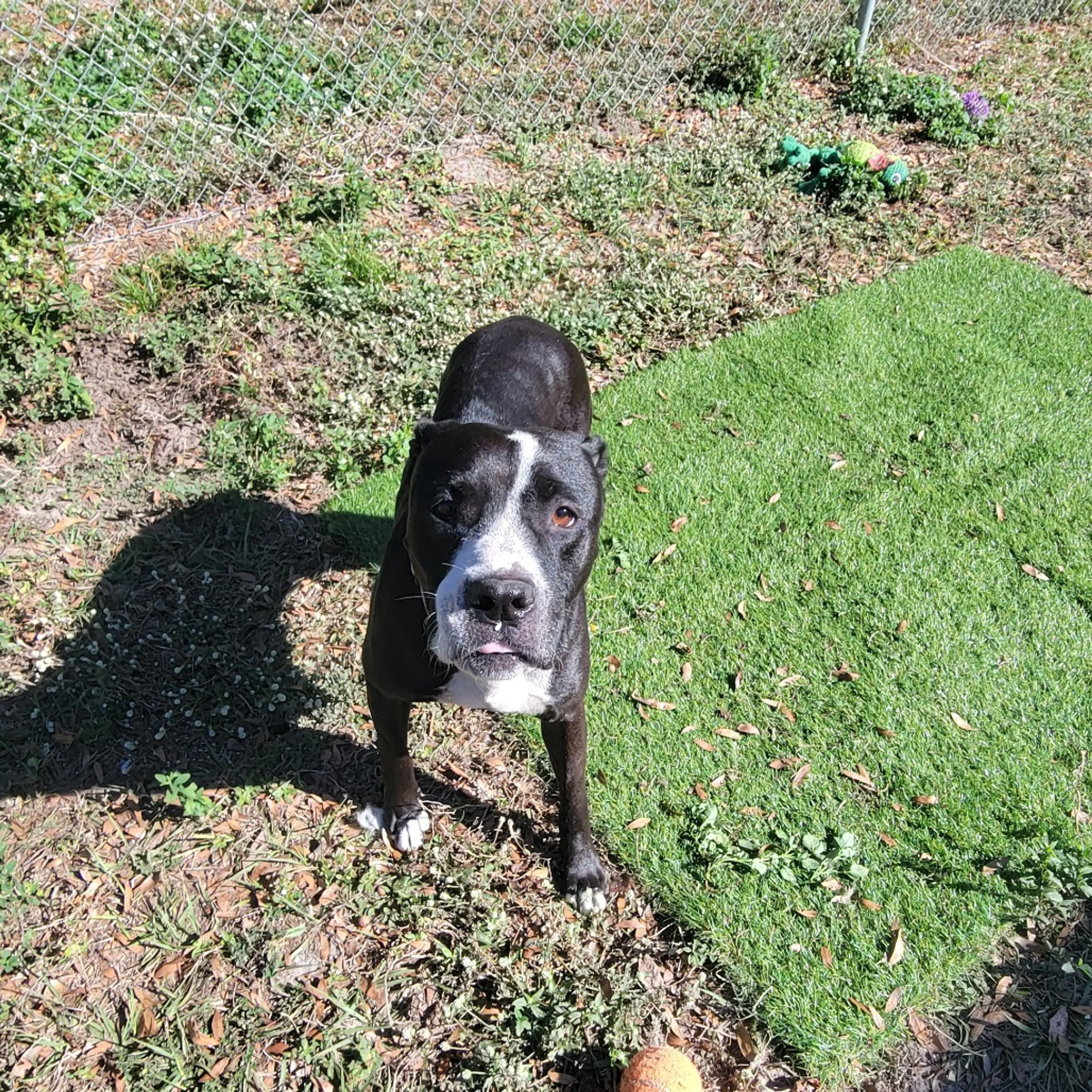Found pet-3