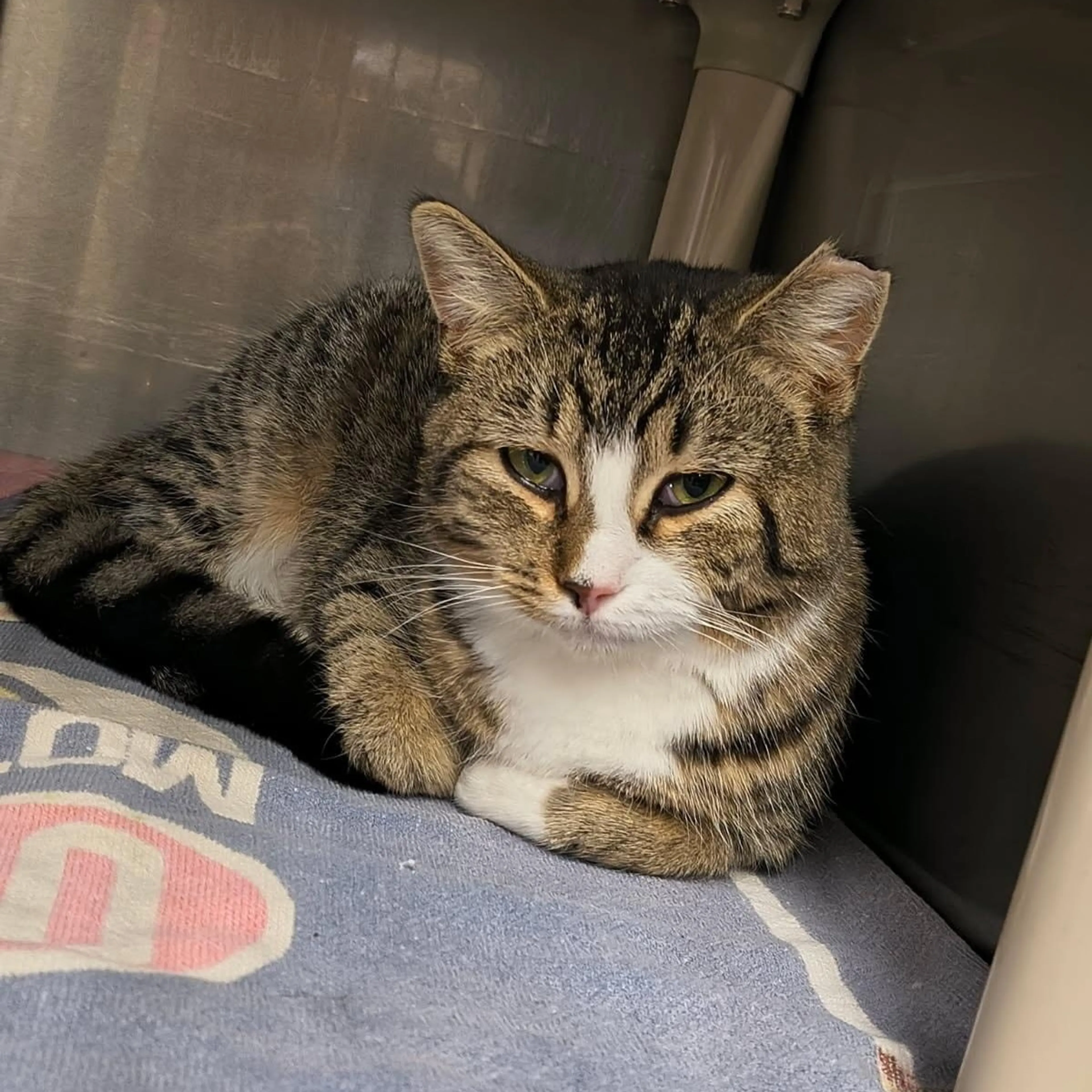 Found pet