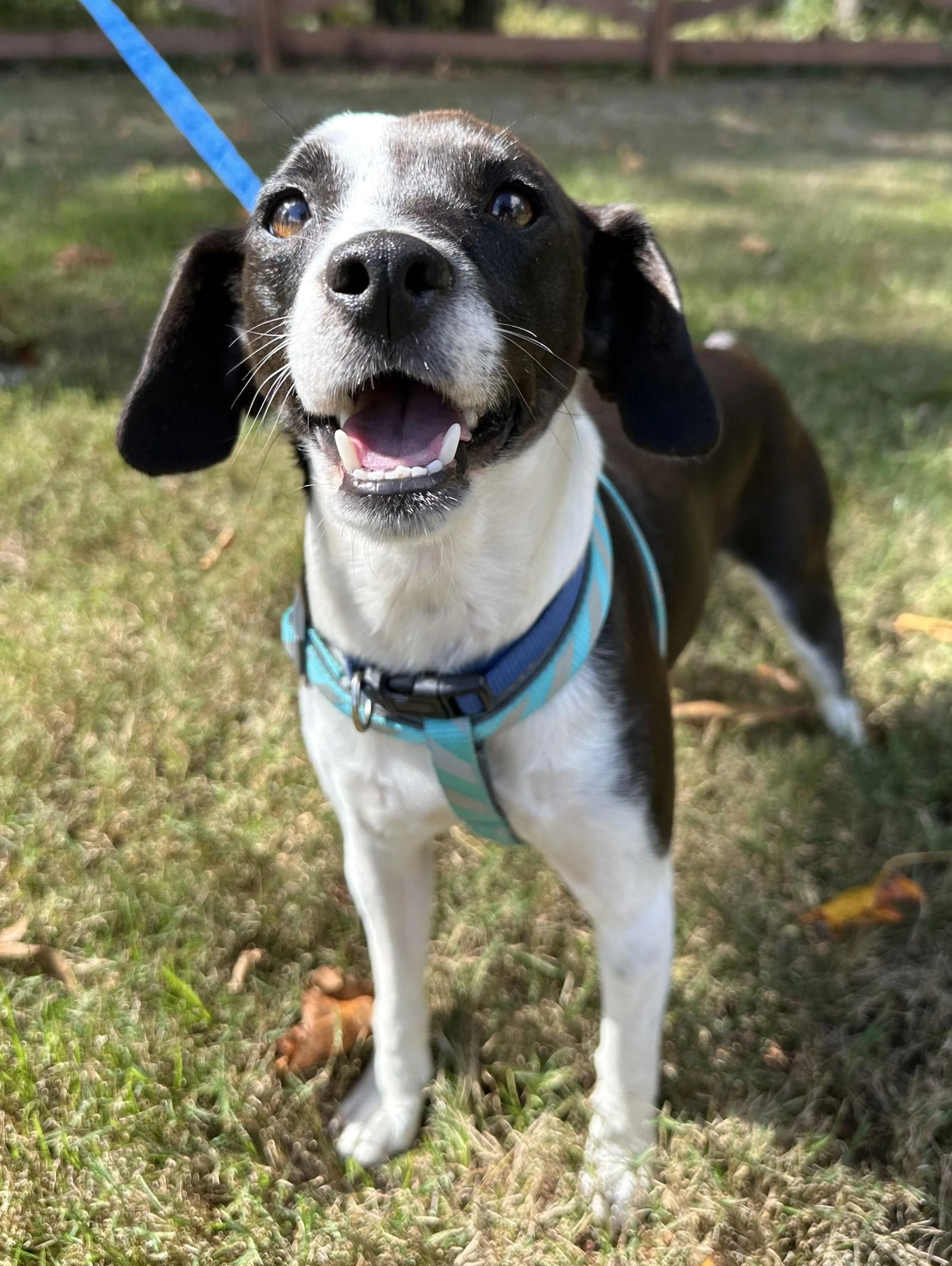 Found pet-1
