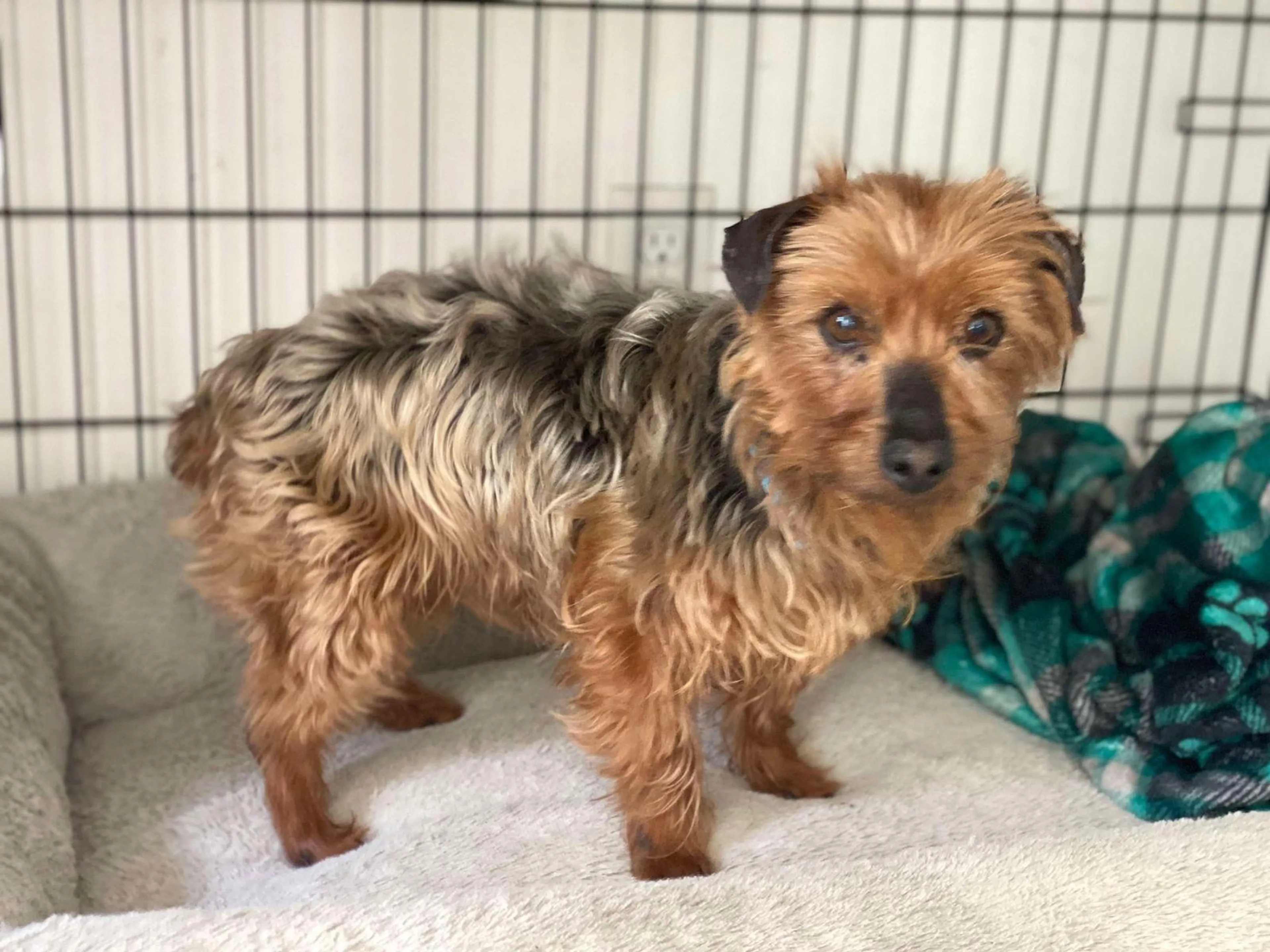 Found pet-1