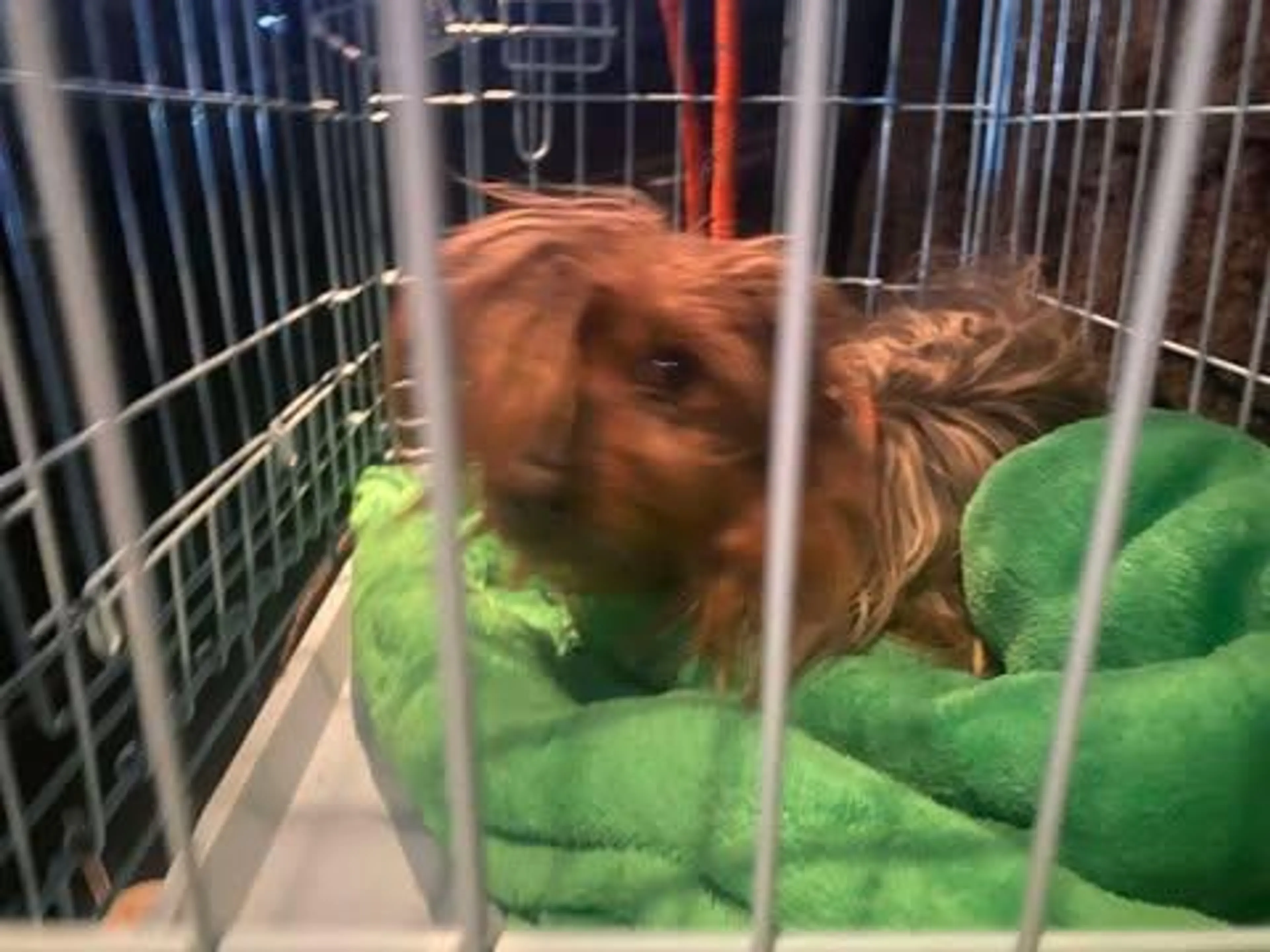 Found pet-0