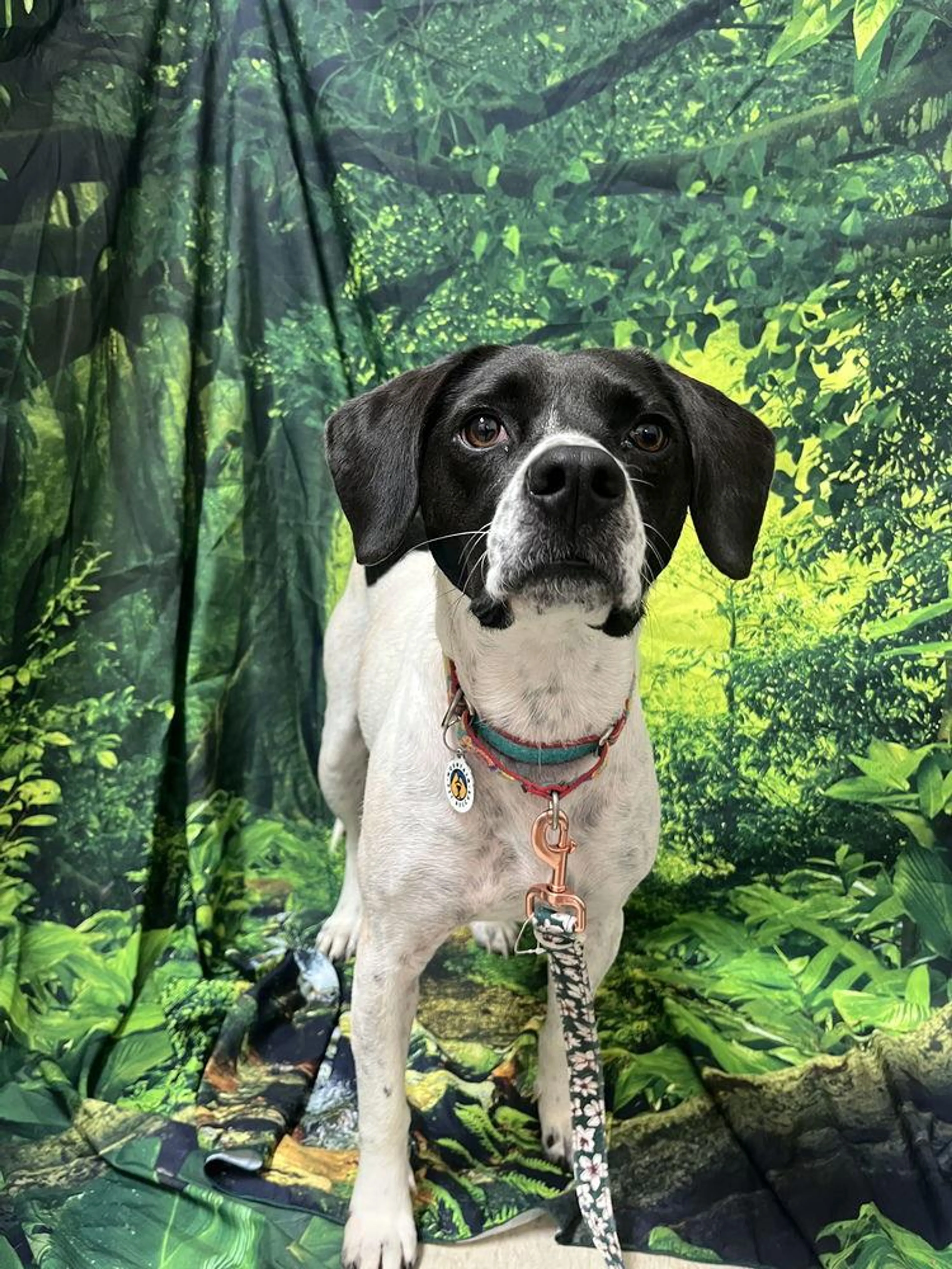 Found pet-1