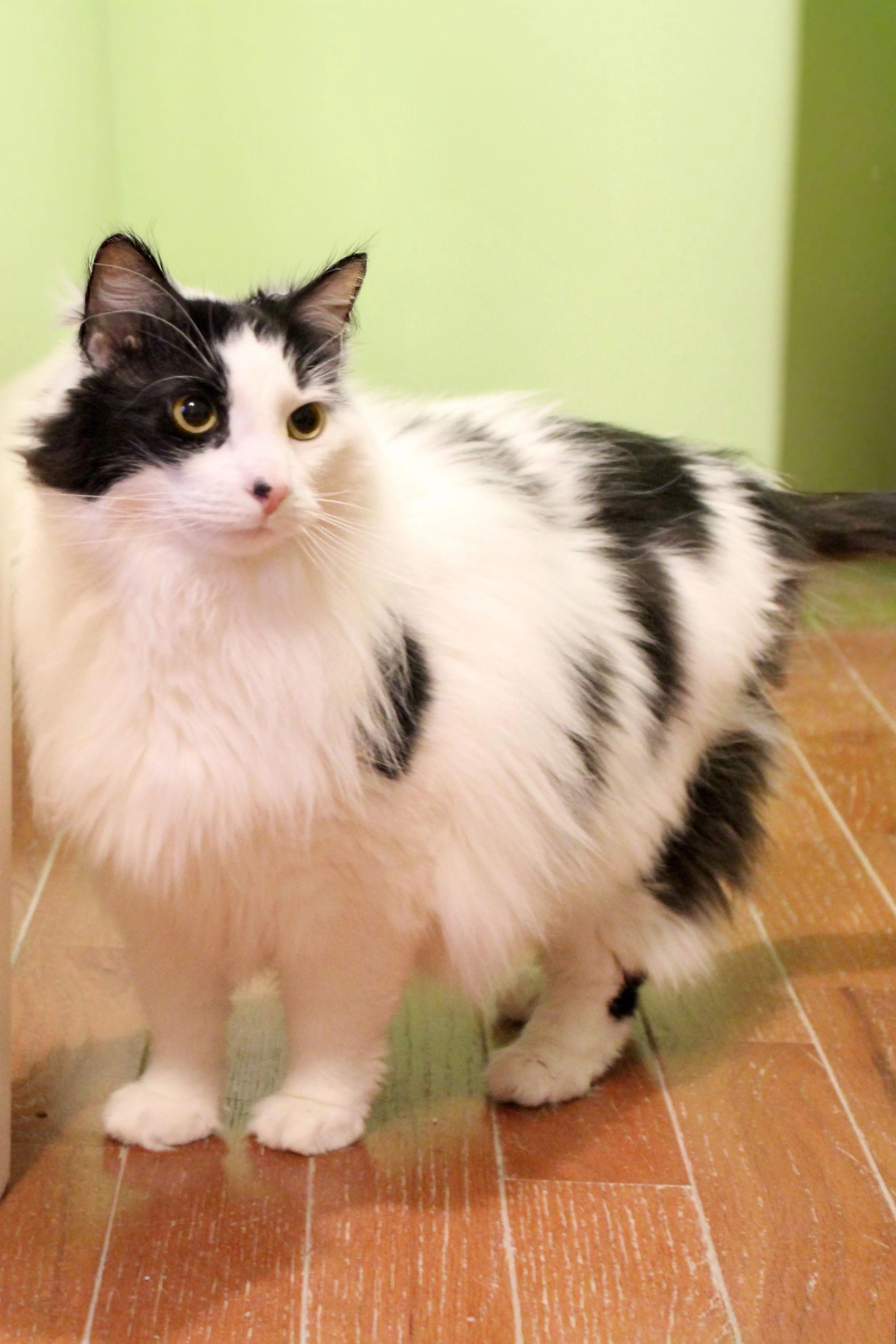 Found pet-1
