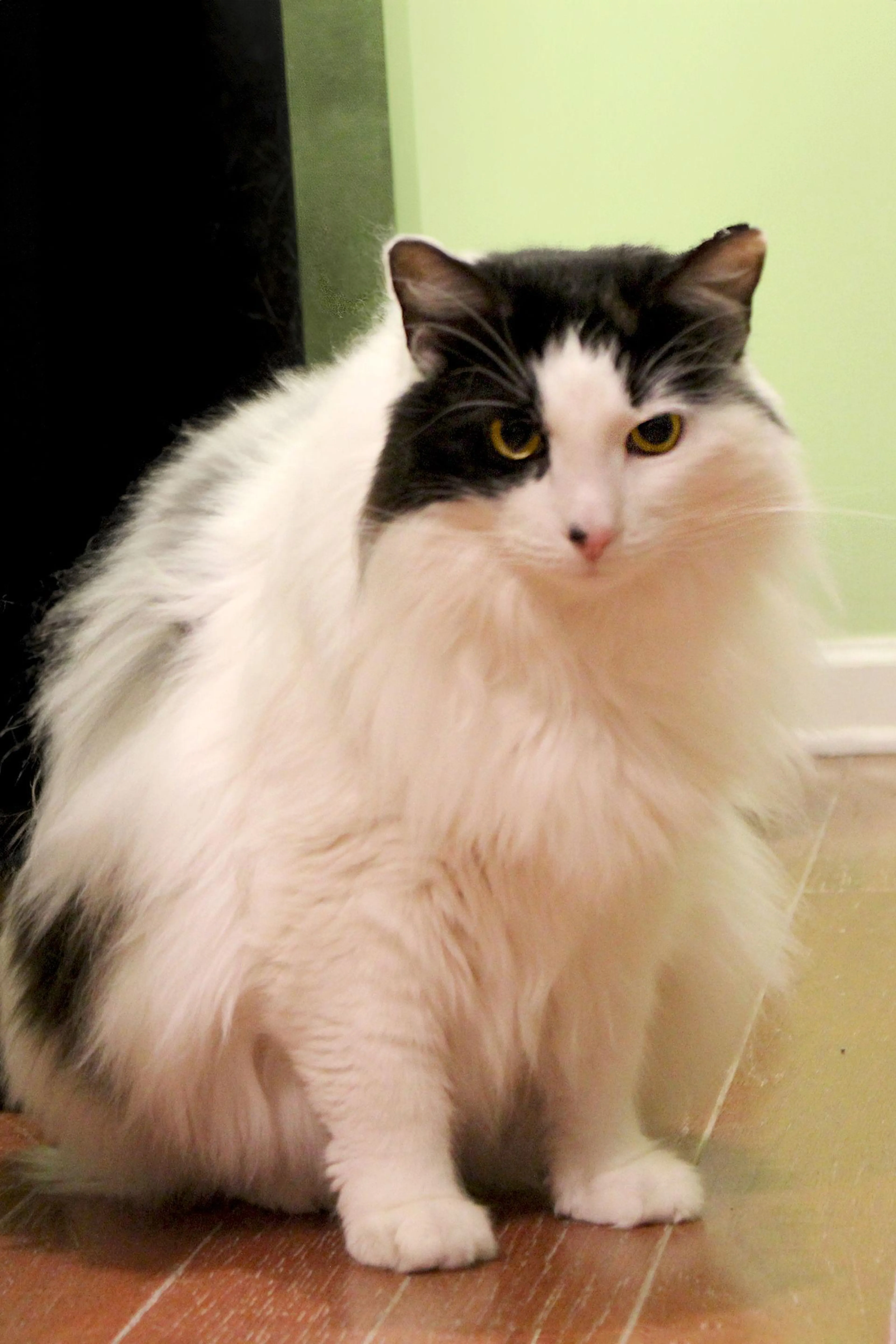 Found pet-2