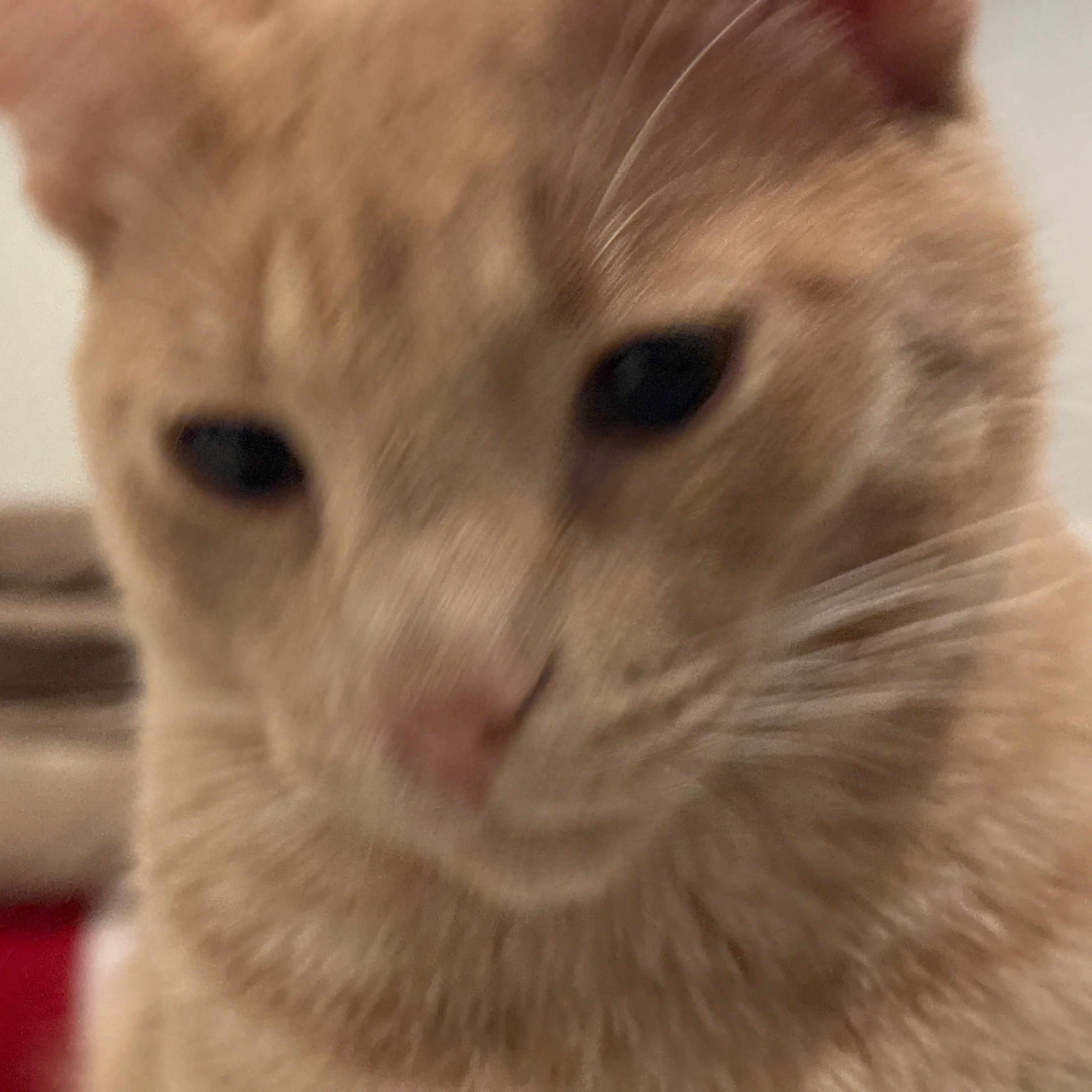 Lost pet-0