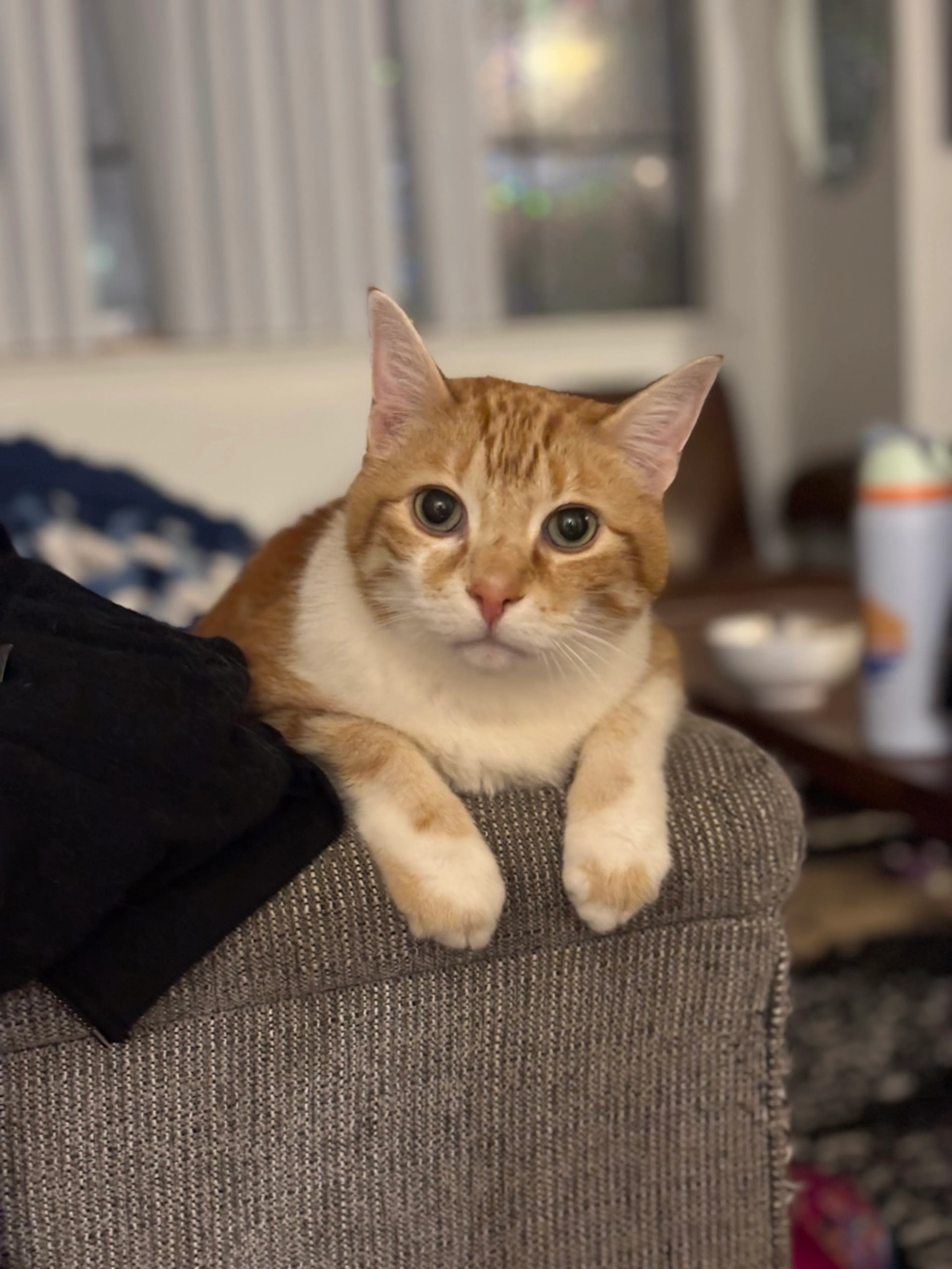 Found pet-0